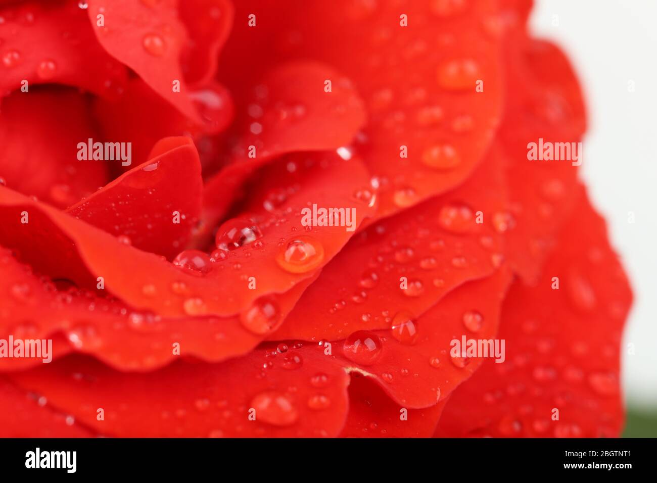 Gouttes d'eau sur pétales de rose, gros plan Banque D'Images