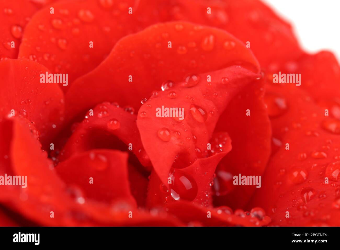 Gouttes d'eau sur pétales de rose, gros plan Banque D'Images