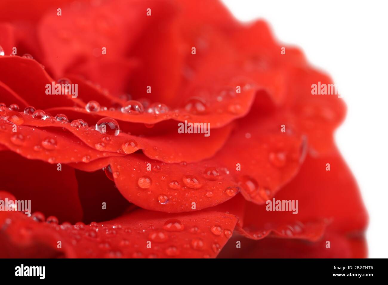 Gouttes d'eau sur pétales de rose, gros plan Banque D'Images