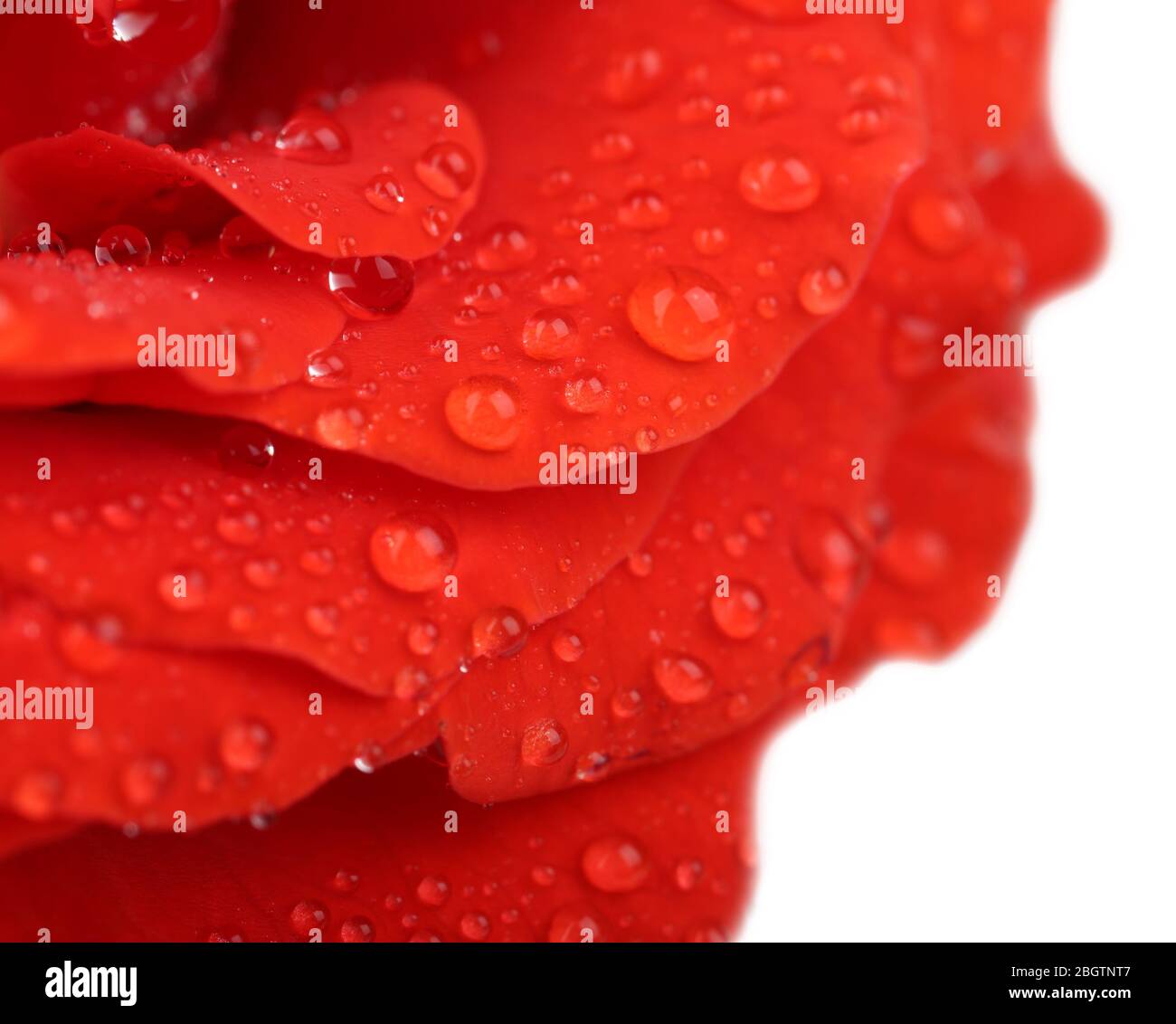 Gouttes d'eau sur pétales de rose, gros plan Banque D'Images