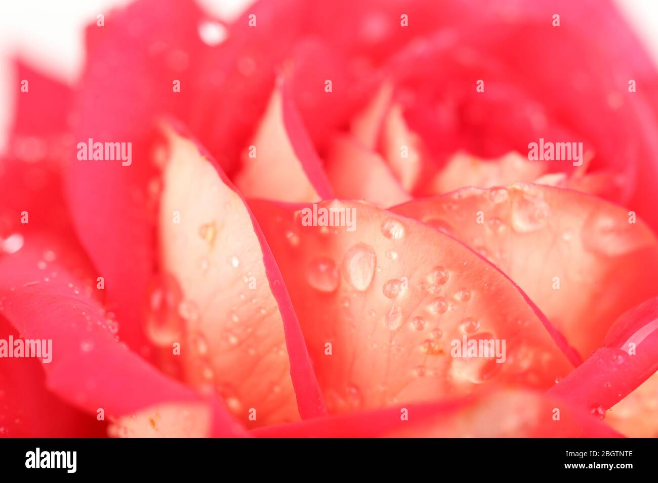 Gouttes d'eau sur pétales de rose, gros plan Banque D'Images