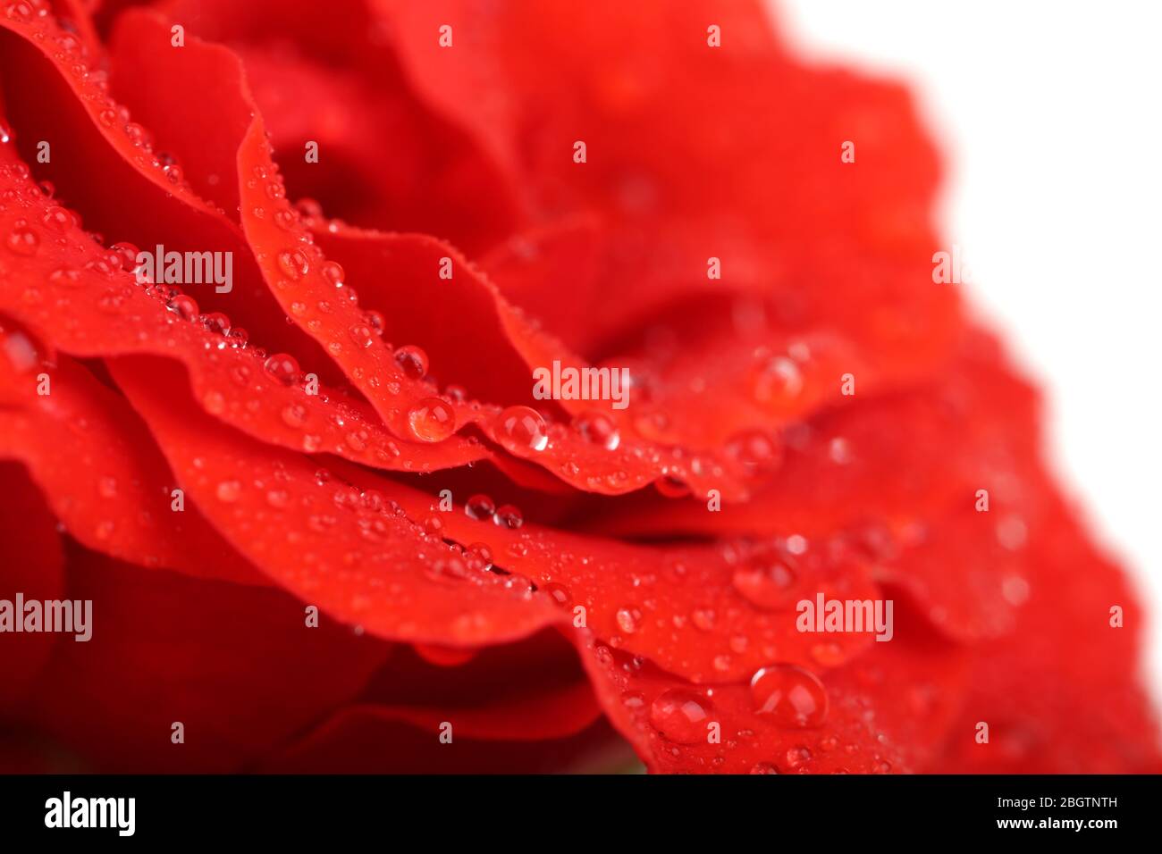 Gouttes d'eau sur pétales de rose, gros plan Banque D'Images