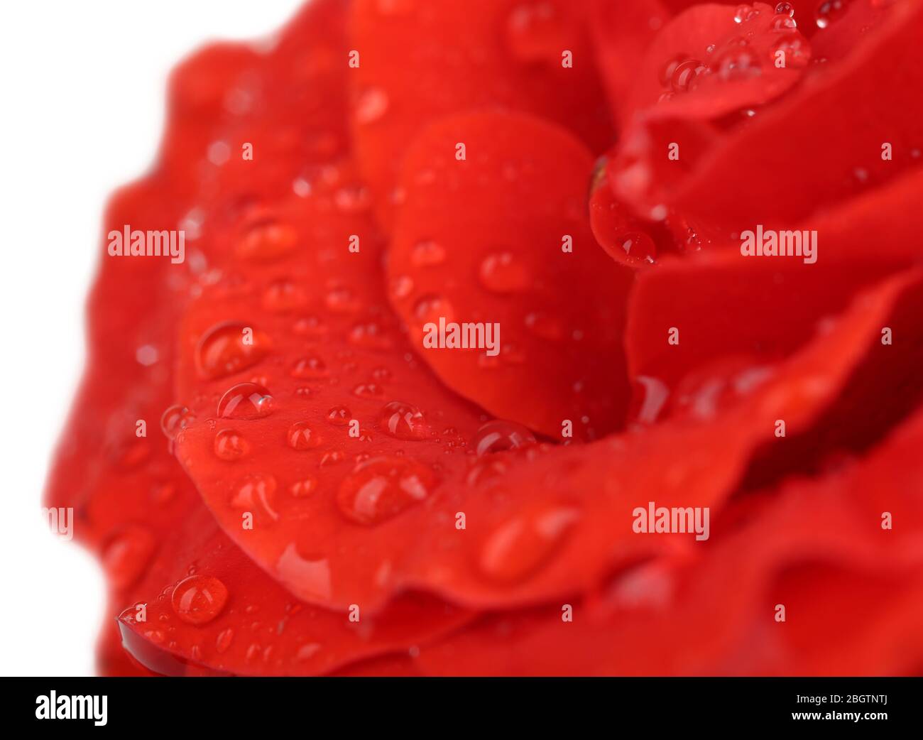 Gouttes d'eau sur pétales de rose, gros plan Banque D'Images