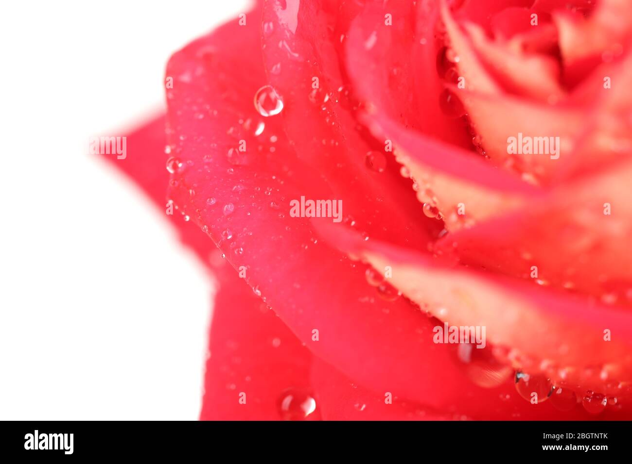 Gouttes d'eau sur pétales de rose, gros plan Banque D'Images