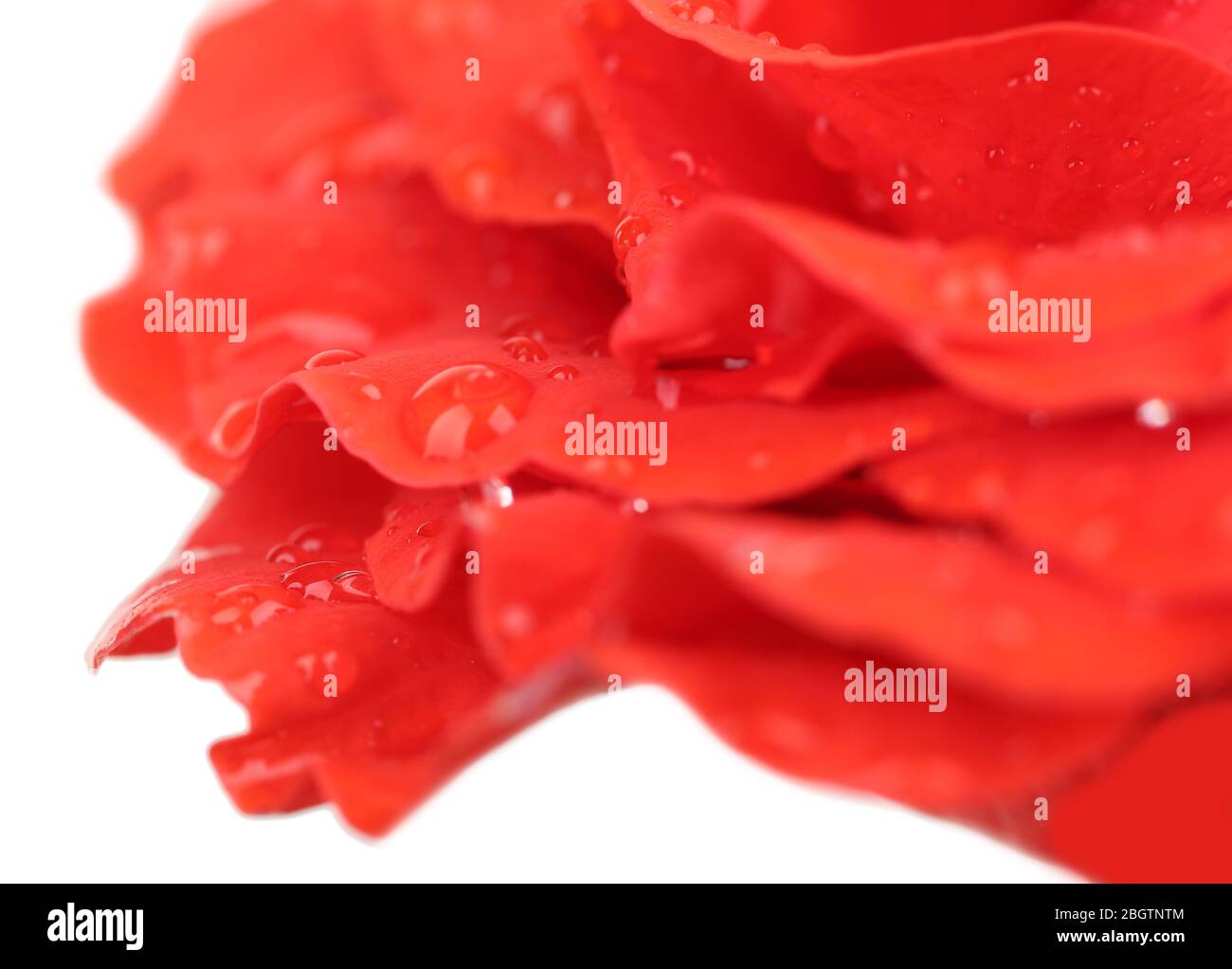 Gouttes d'eau sur pétales de rose, gros plan Banque D'Images