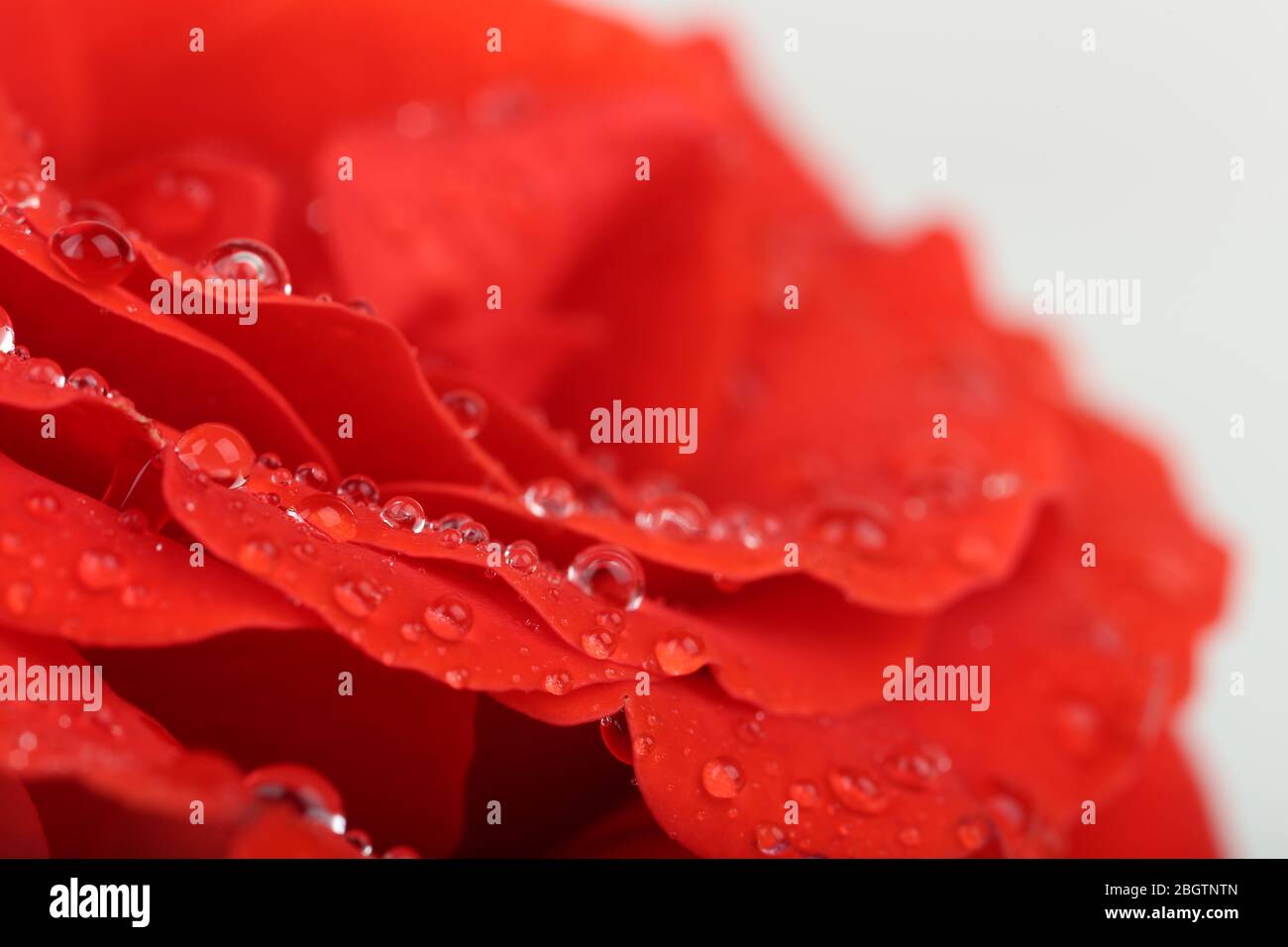 Gouttes d'eau sur pétales de rose, gros plan Banque D'Images