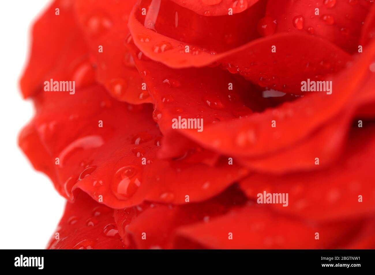 Gouttes d'eau sur pétales de rose, gros plan Banque D'Images