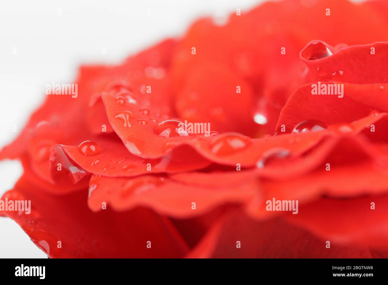 Gouttes d'eau sur pétales de rose, gros plan Banque D'Images