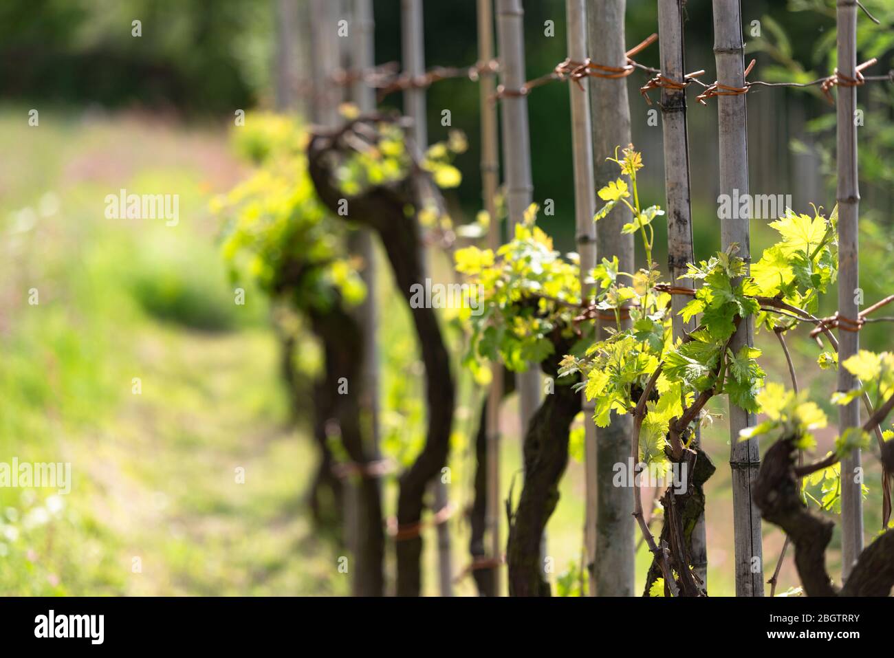 Vigne au printemps. Raisins dans les montagnes de Toscane, il y a sur chaque parcelle. Une vigne vivace qui est bien entretenue. Banque D'Images
