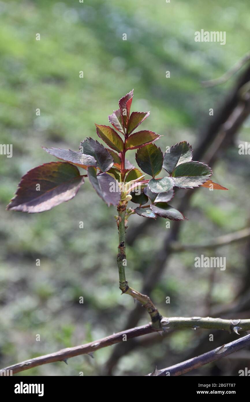 Une jeune pousse de feuilles de rose sur une branche verticale qui pousse d'une branche horizontale d'une rose Banque D'Images