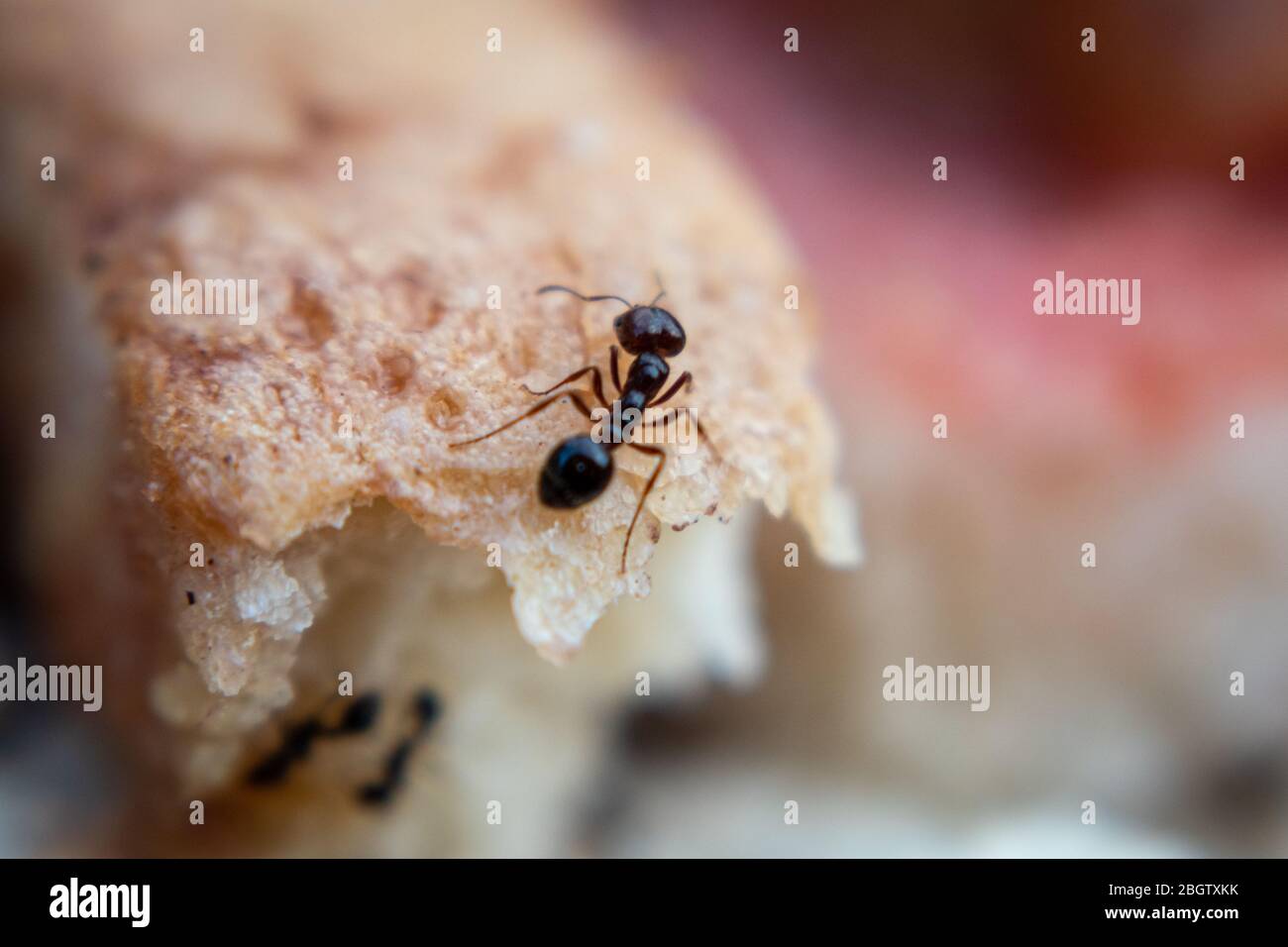 ANT sur une croûte de pain Banque D'Images