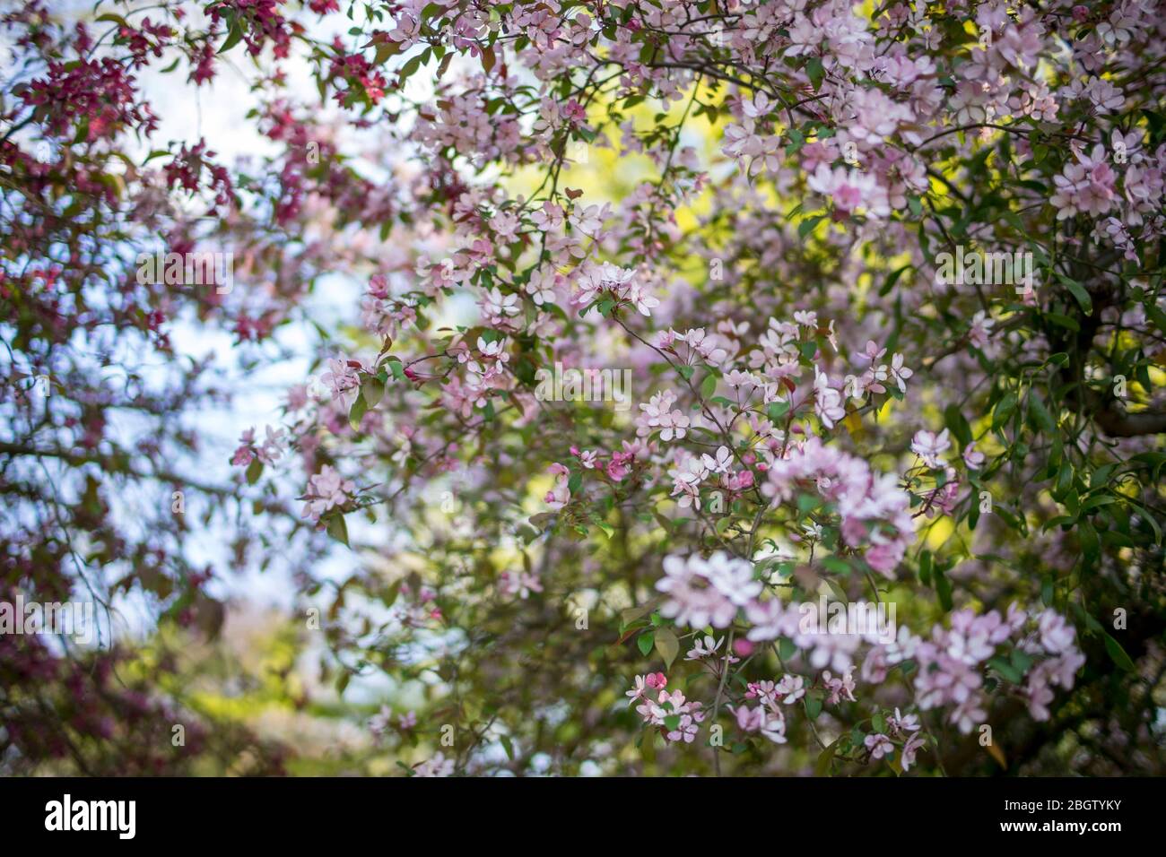 Poznan, Wielkopolska, Pologne. 22 avril 2020. Journée internationale de la Terre mère. Sur la photo: Le jardin botanique de l'Université Adam Mickiewicz à Poznan. Crédit: Dawid Tatarkiewicz/ZUMA Wire/Alay Live News Banque D'Images