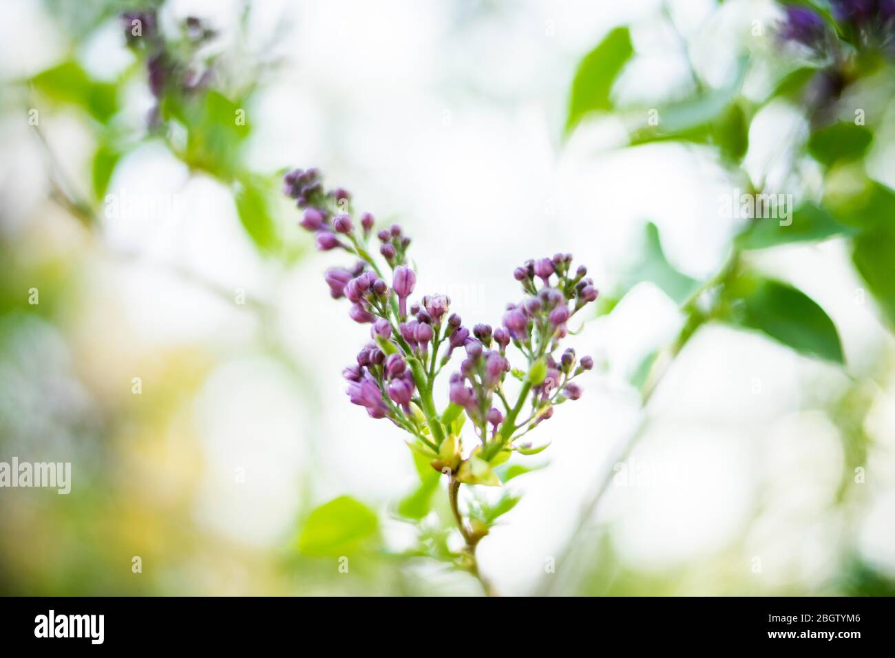 Poznan, Wielkopolska, Pologne. 22 avril 2020. Journée internationale de la Terre mère dans le jardin botanique de l'Université Adam Mickiewicz à Poznan. Sur la photo : lilas. Crédit: Dawid Tatarkiewicz/ZUMA Wire/Alay Live News Banque D'Images