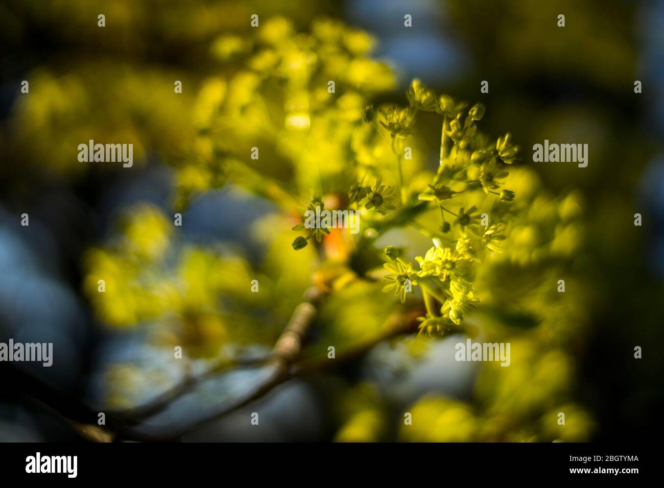 Poznan, Wielkopolska, Pologne. 22 avril 2020. Journée internationale de la Terre mère dans le jardin botanique de l'Université Adam Mickiewicz à Poznan. Sur la photo : fleurs d'érable. Crédit: Dawid Tatarkiewicz/ZUMA Wire/Alay Live News Banque D'Images
