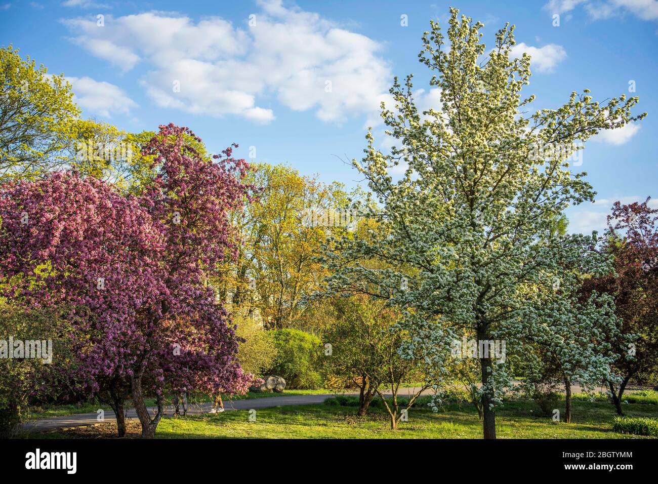 Poznan, Wielkopolska, Pologne. 22 avril 2020. Journée internationale de la Terre mère. Sur la photo: Le jardin botanique de l'Université Adam Mickiewicz à Poznan. Crédit: Dawid Tatarkiewicz/ZUMA Wire/Alay Live News Banque D'Images