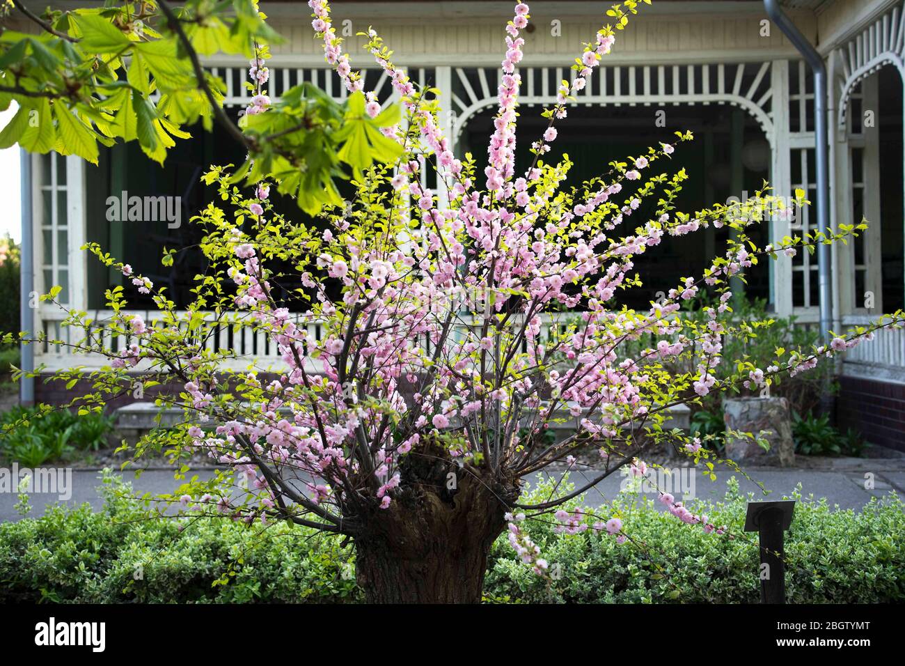 Poznan, Wielkopolska, Pologne. 22 avril 2020. Journée internationale de la Terre mère. Sur la photo: Le jardin botanique de l'Université Adam Mickiewicz à Poznan. Crédit: Dawid Tatarkiewicz/ZUMA Wire/Alay Live News Banque D'Images