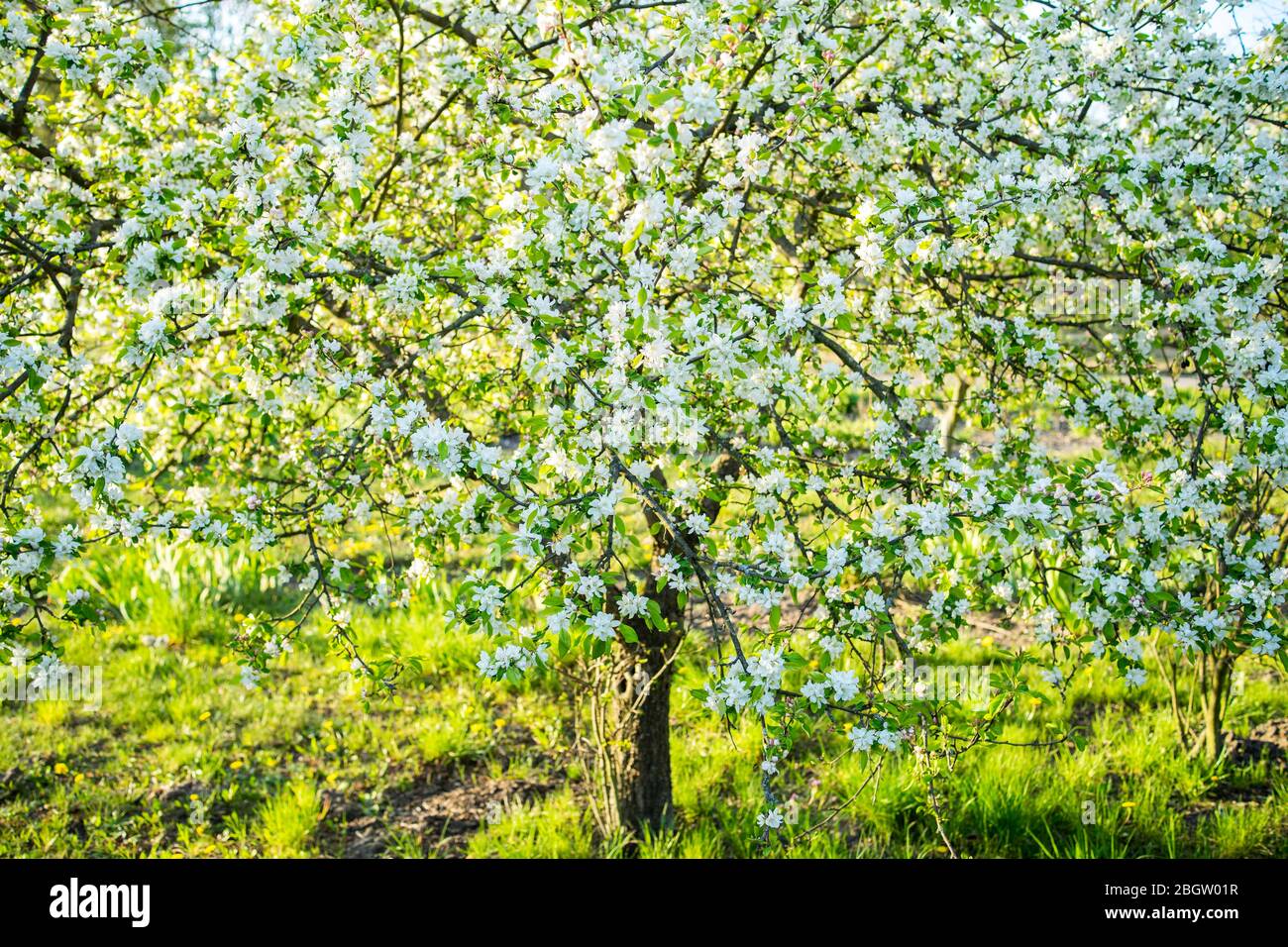 Poznan, Wielkopolska, Pologne. 22 avril 2020. Journée internationale de la Terre mère. Sur la photo: Le jardin botanique de l'Université Adam Mickiewicz à Poznan. Crédit: Dawid Tatarkiewicz/ZUMA Wire/Alay Live News Banque D'Images