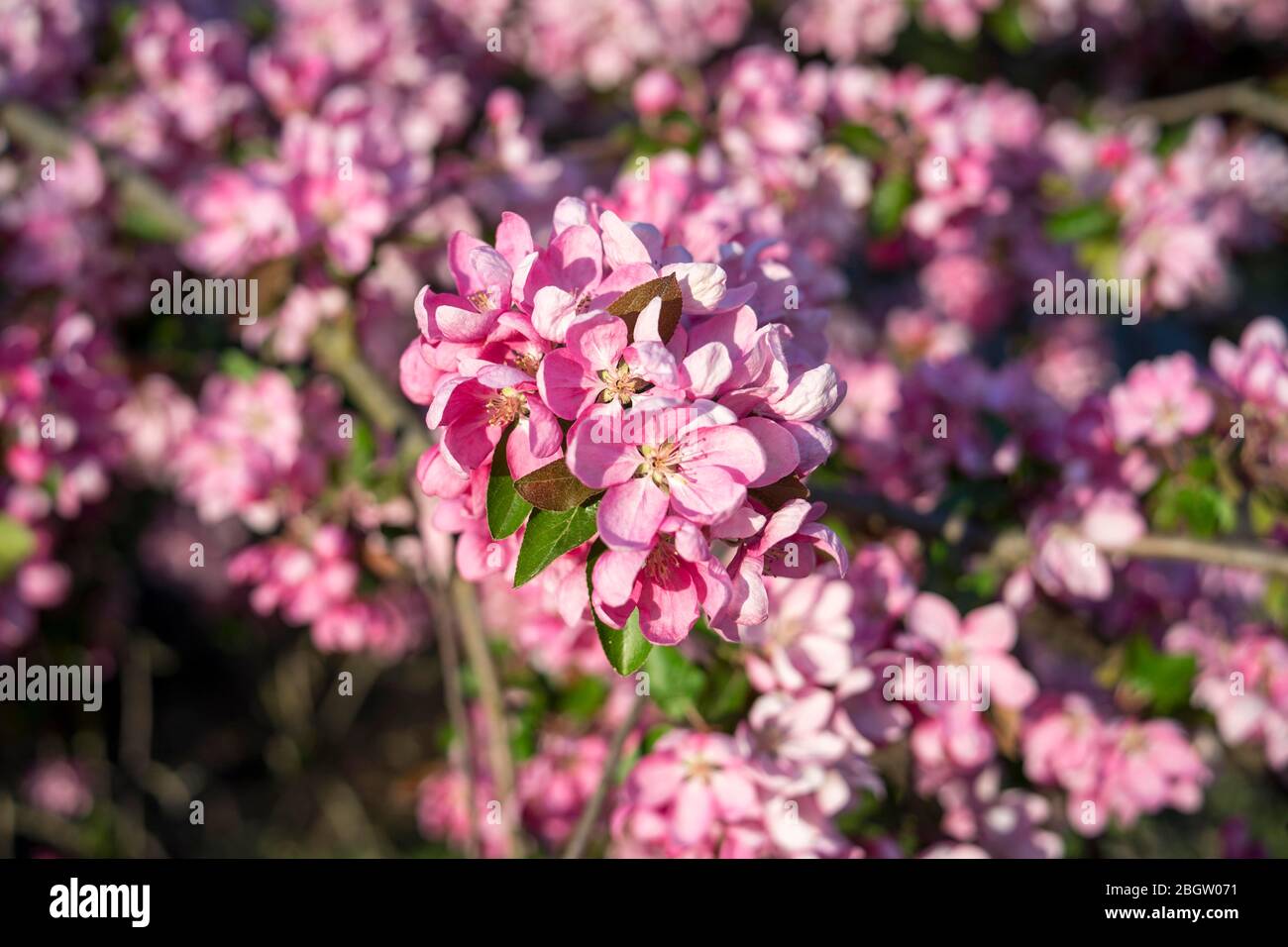 Poznan, Wielkopolska, Pologne. 22 avril 2020. Journée internationale de la Terre mère. Sur la photo: Le jardin botanique de l'Université Adam Mickiewicz à Poznan. Crédit: Dawid Tatarkiewicz/ZUMA Wire/Alay Live News Banque D'Images