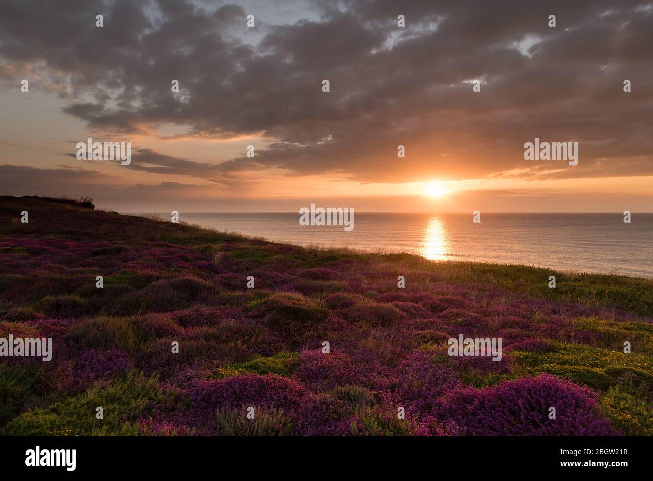 Dunwich Heath Heather ii. Lever du soleil sur la mer - Dunwich, août 2016 Banque D'Images