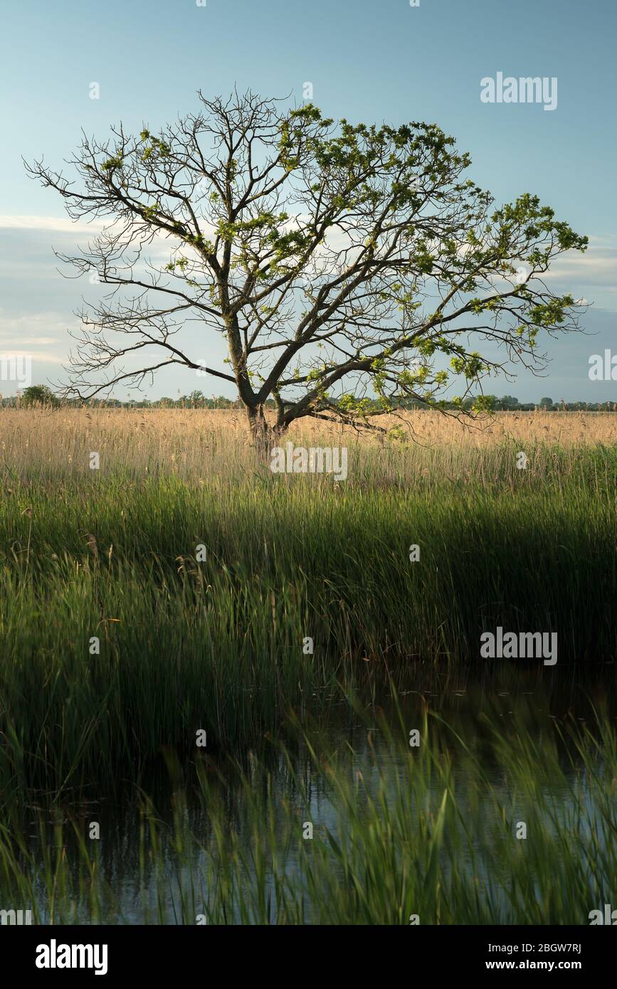 Roseaux à chuchoter et arbres - Hickling Broad, juin 2017 Banque D'Images