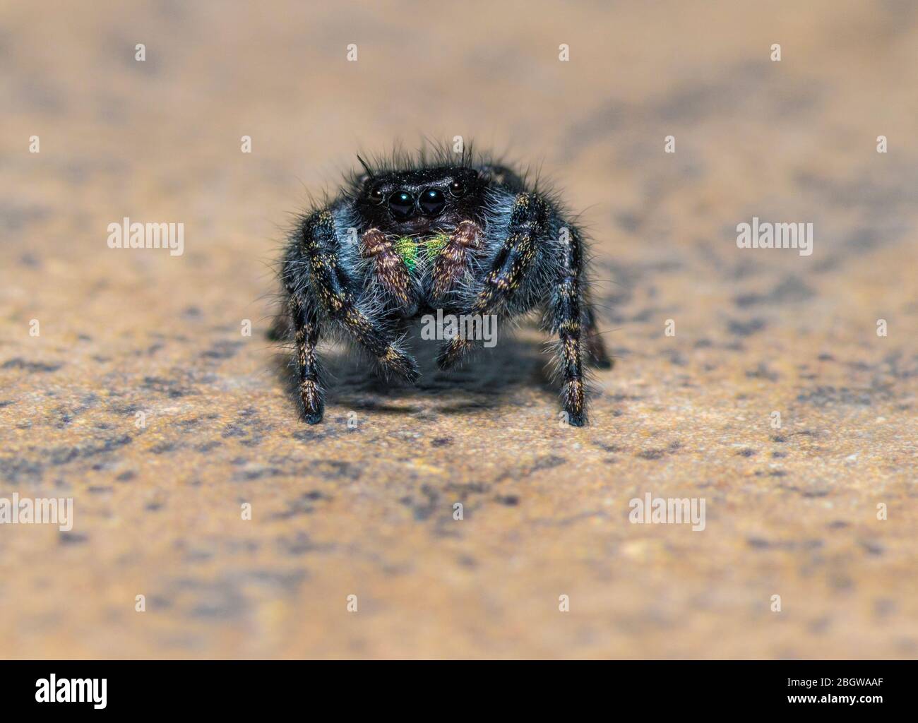 Phidippus udax, Bold Jumping Spider ou Bold Jumper Banque D'Images