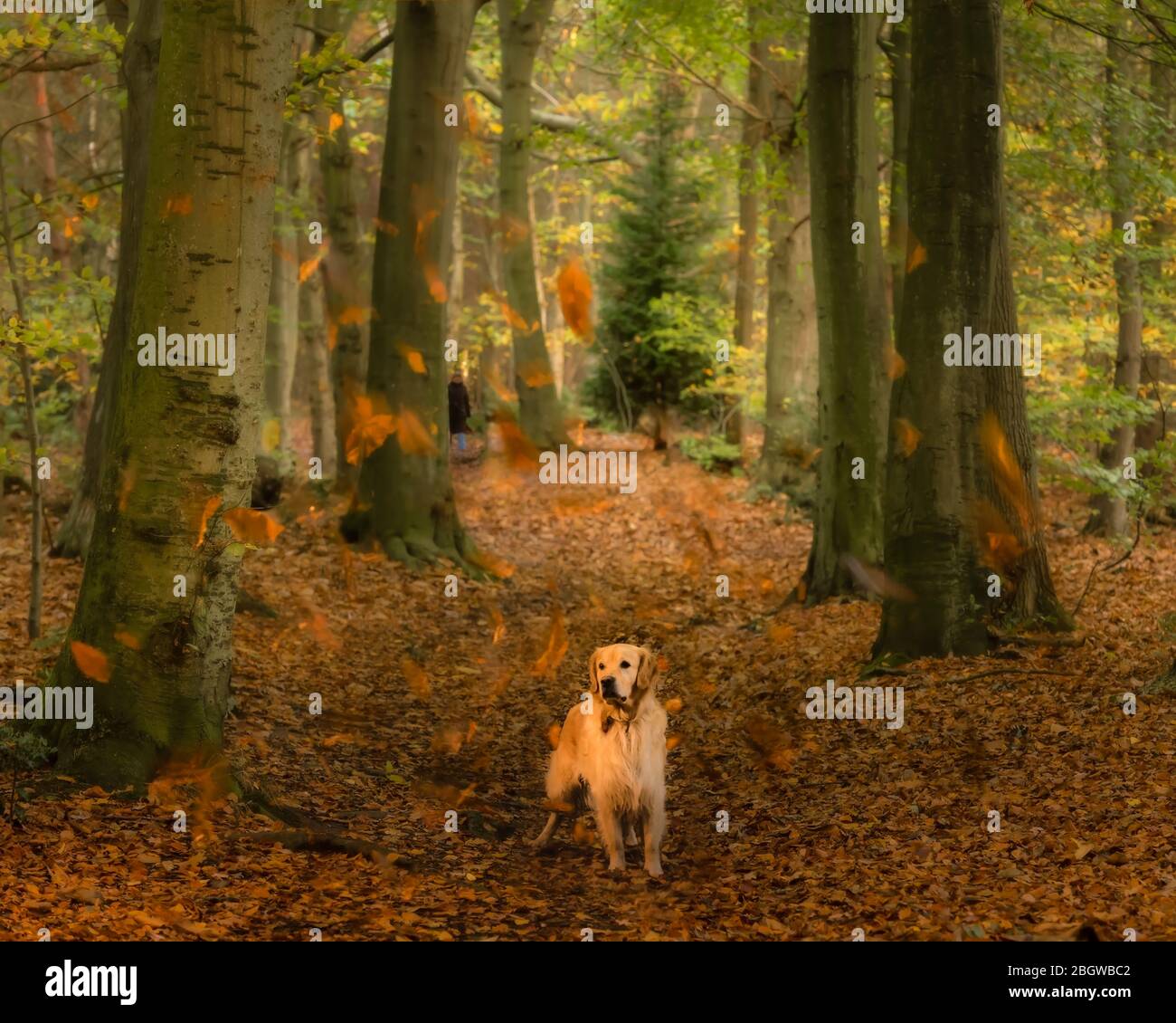 Le retriever d'or en automne boisés I avec feuilles soufflées- Felbrigg, novembre 2017 Banque D'Images