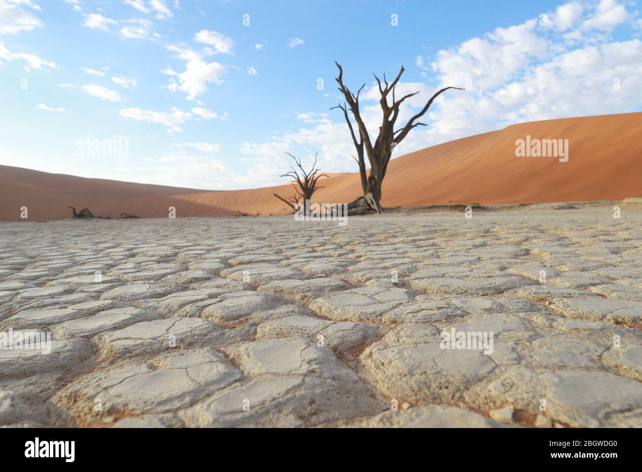 Deadvlei est un pan de l'argile blanche situé près de la plus célèbre marais salant de Sossusvlei, l'intérieur de la parc de Namib Naukluft en Namibie. Banque D'Images