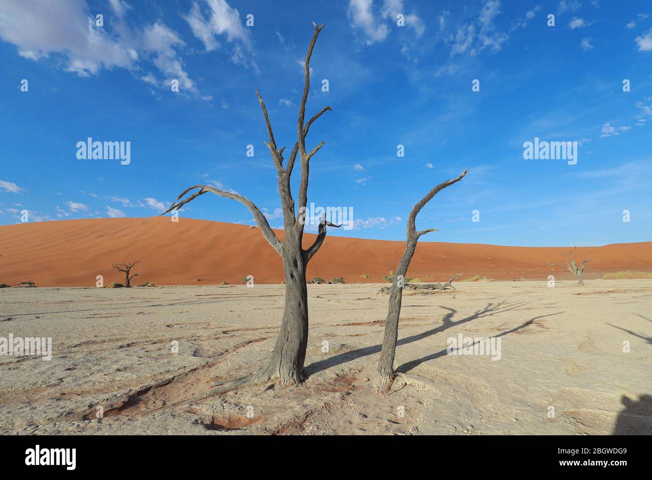 Deadvlei est un pan de l'argile blanche situé près de la plus célèbre marais salant de Sossusvlei, l'intérieur de la parc de Namib Naukluft en Namibie. Banque D'Images