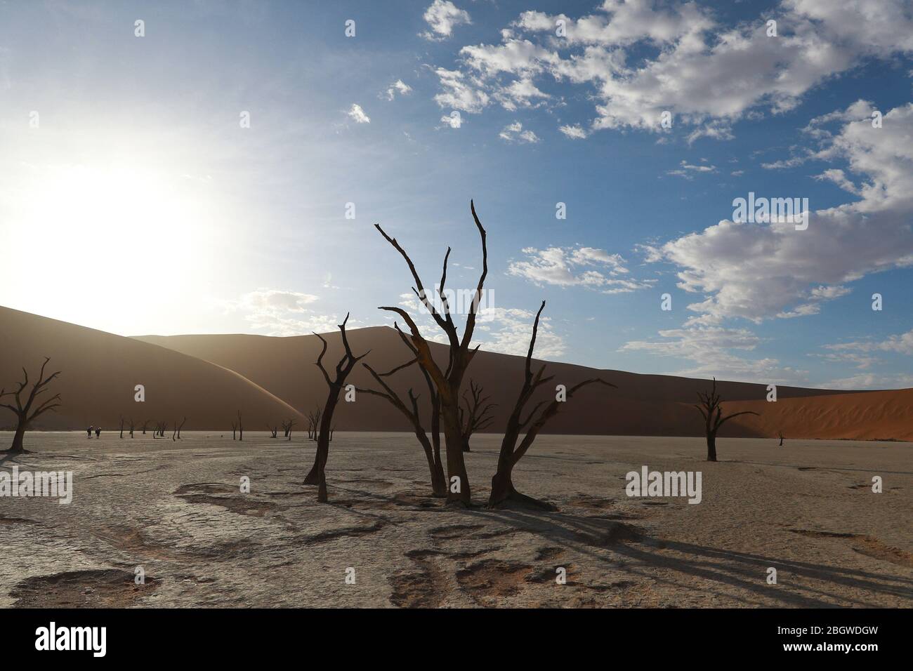 Deadvlei est un pan de l'argile blanche situé près de la plus célèbre marais salant de Sossusvlei, l'intérieur de la parc de Namib Naukluft en Namibie. Banque D'Images