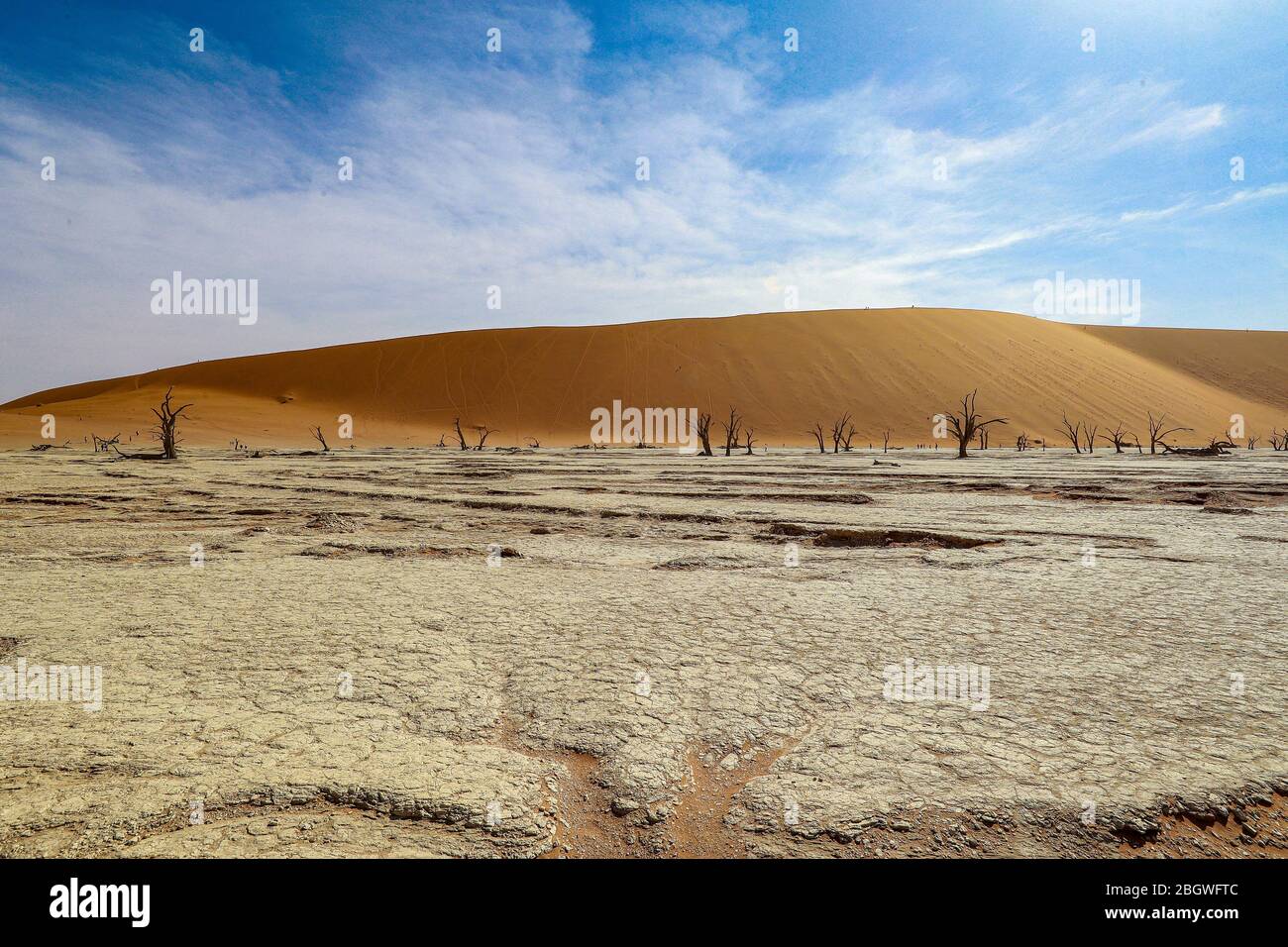 Près de Sossusvlei, Deadvlei est une poêle en argile caractérisée par des arbres d'argousier de chameau morts et sombres contrastés contre le fond de la poêle blanche. Banque D'Images
