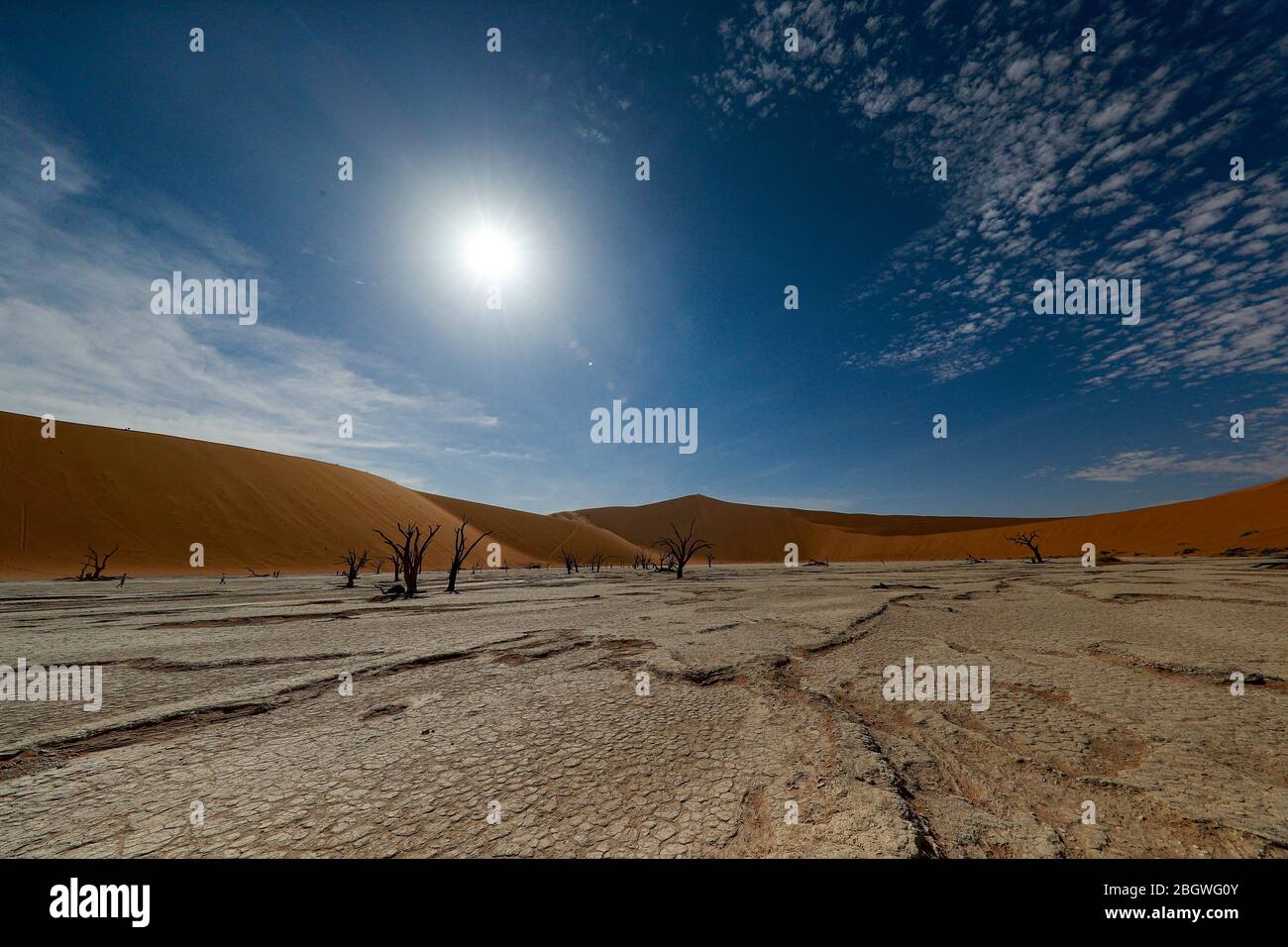 Près de Sossusvlei, Deadvlei est une poêle en argile caractérisée par des arbres d'argousier de chameau morts et sombres contrastés contre le fond de la poêle blanche. Banque D'Images