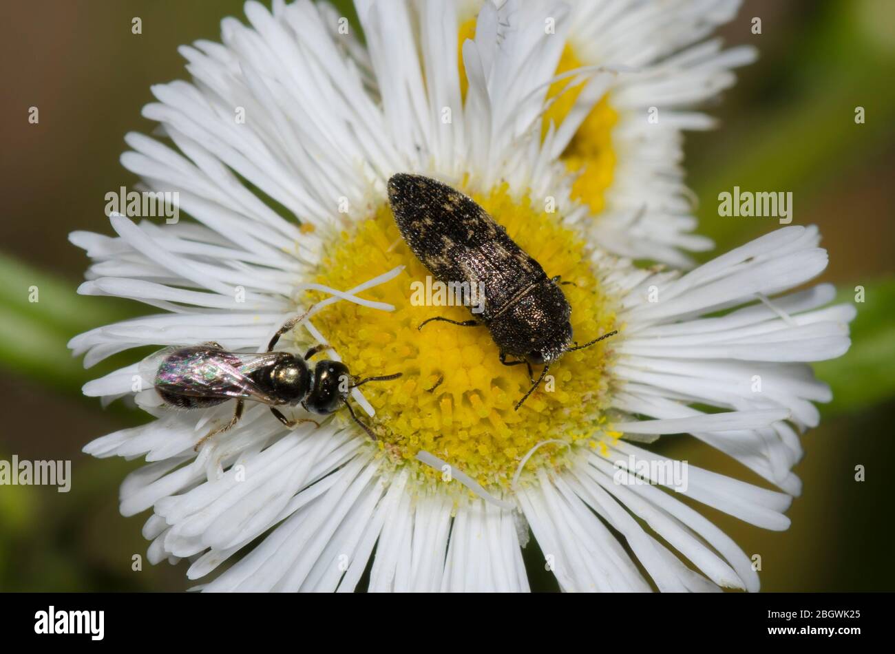 Sueur Bee, Lasioglossum sp., et Beetle à bois métallique, Acmaeodera neglecta, fourrager sur Fleabane, Erigeron sp. Banque D'Images