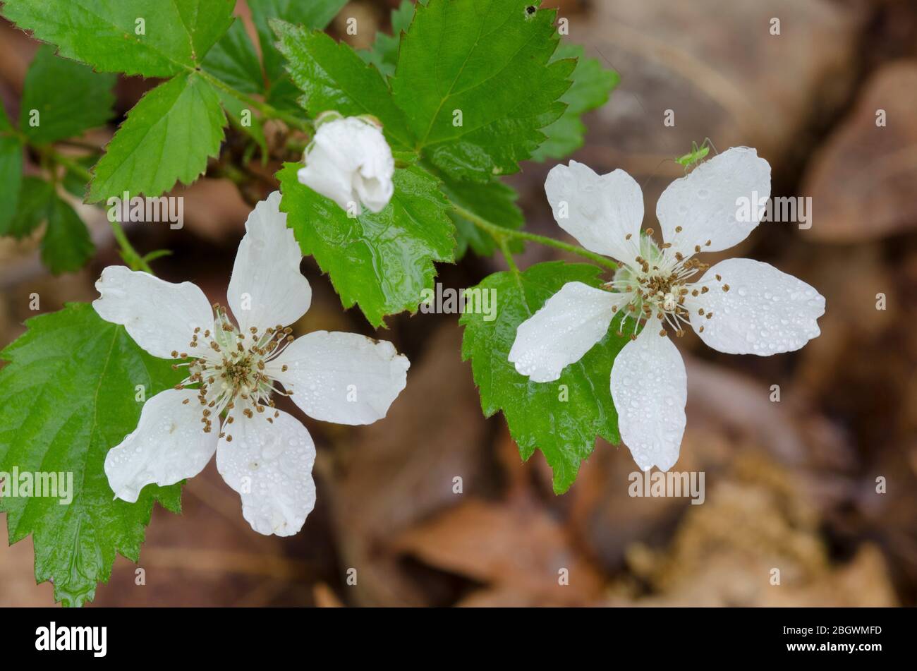 BlackBerry, Rubus sp., fleurit avec des gouttes de pluie Banque D'Images