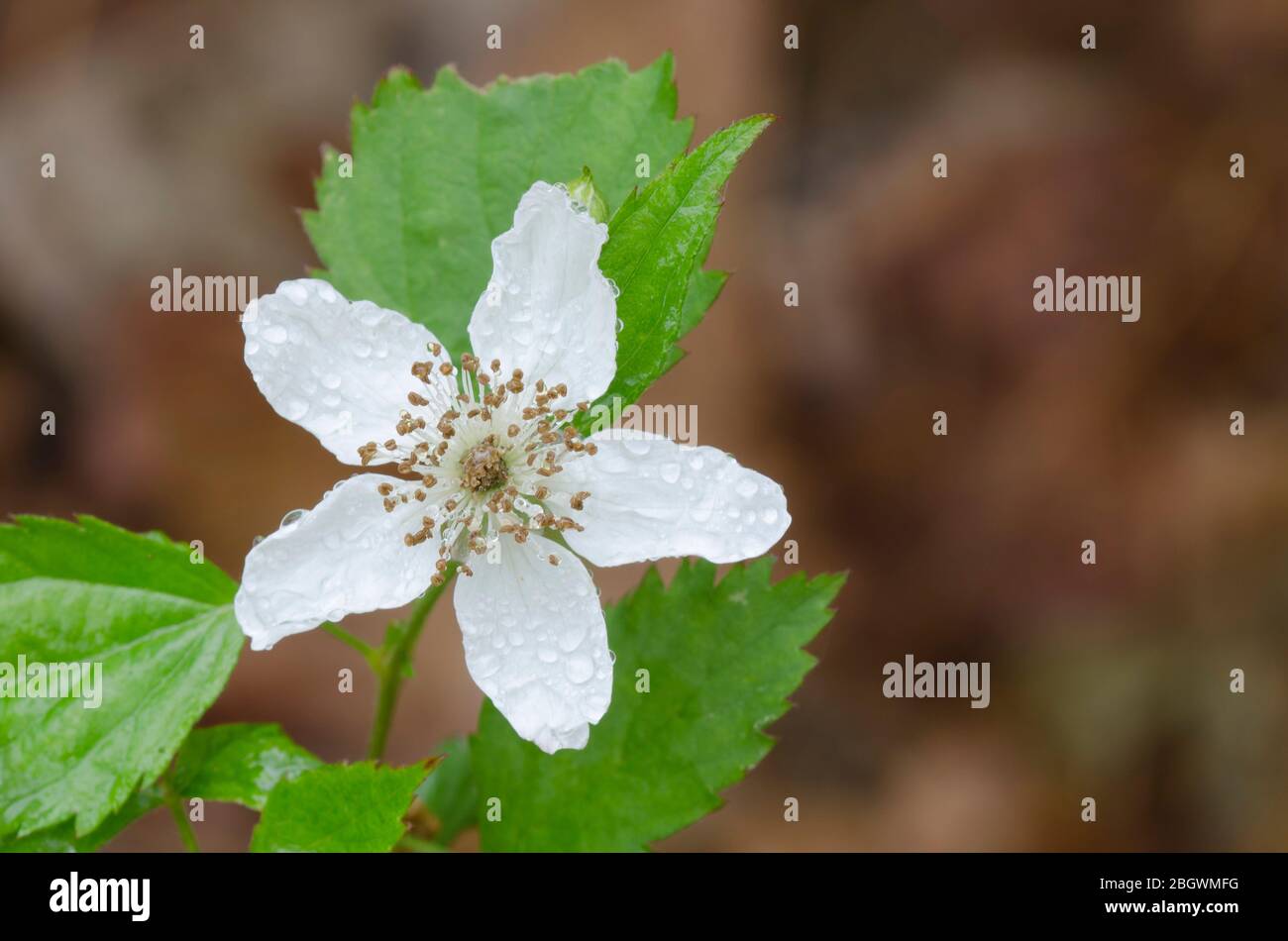 BlackBerry, Rubus sp., s'épanouit avec des gouttes de pluie Banque D'Images