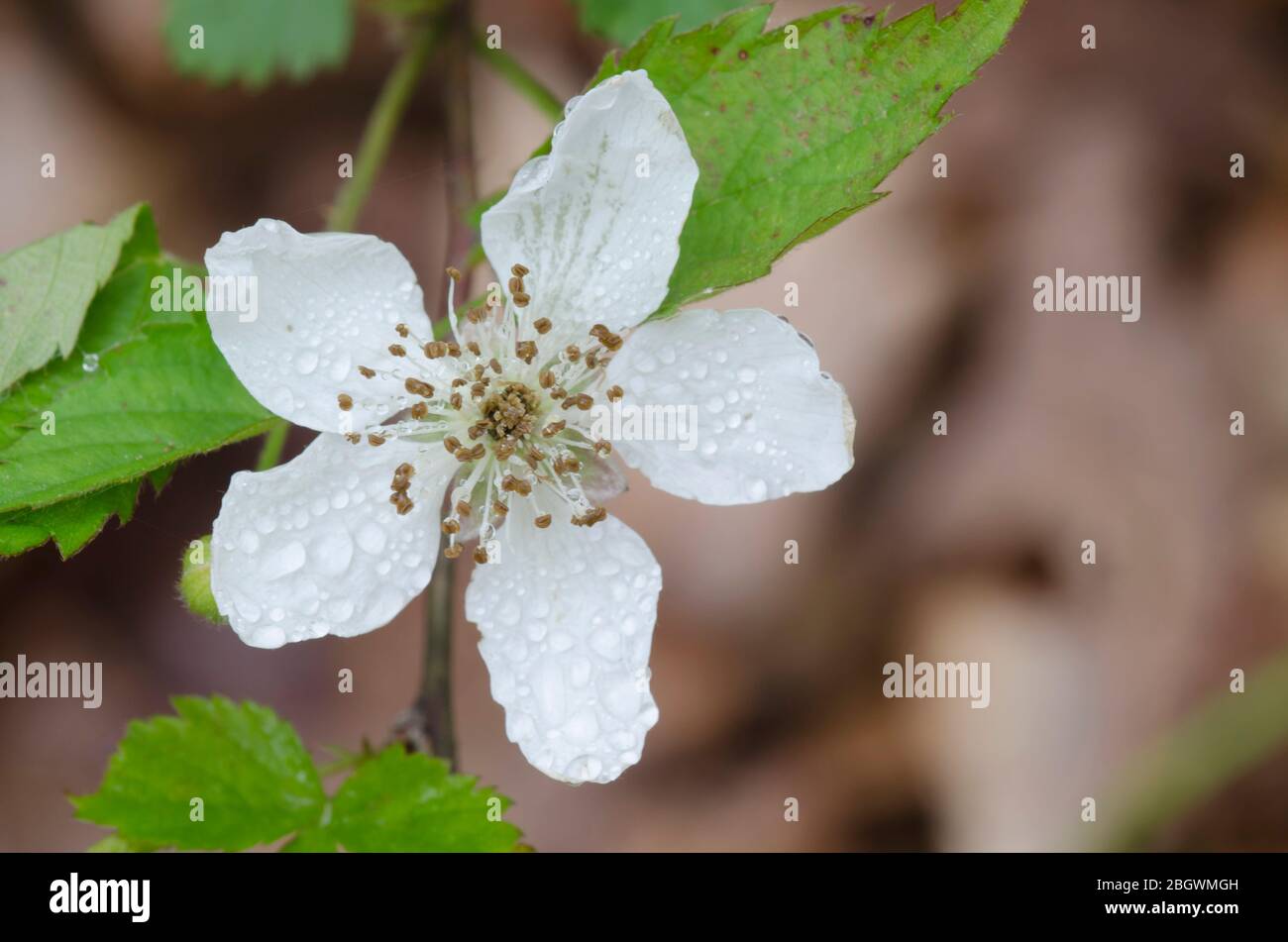 BlackBerry, Rubus sp., s'épanouit avec des gouttes de pluie Banque D'Images