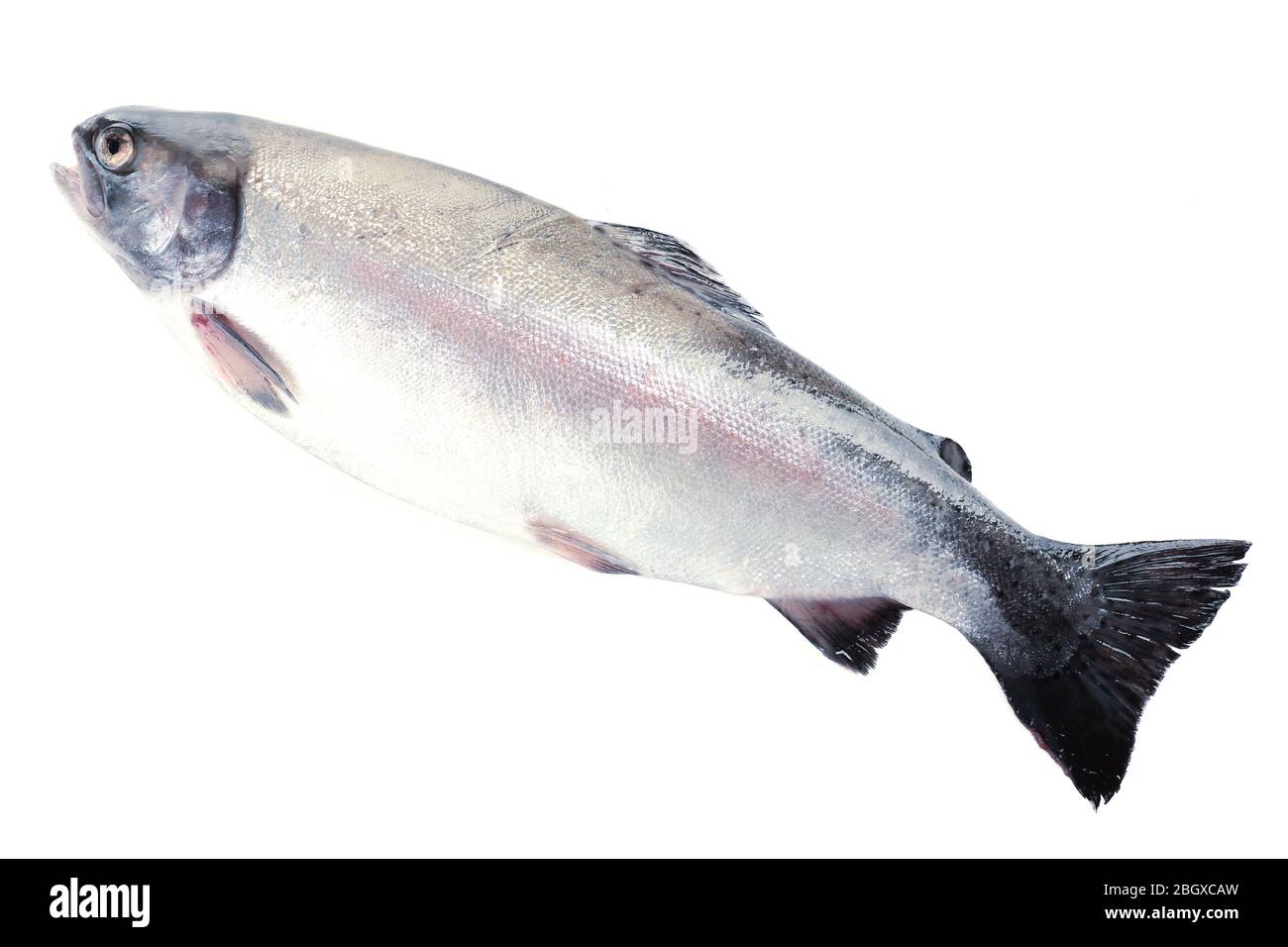 Poisson de truite fraîche isolé sur blanc Banque D'Images