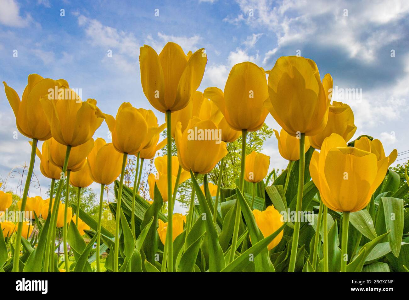 Tulipes jaunes vives une journée de printemps dans un jardin Banque D'Images