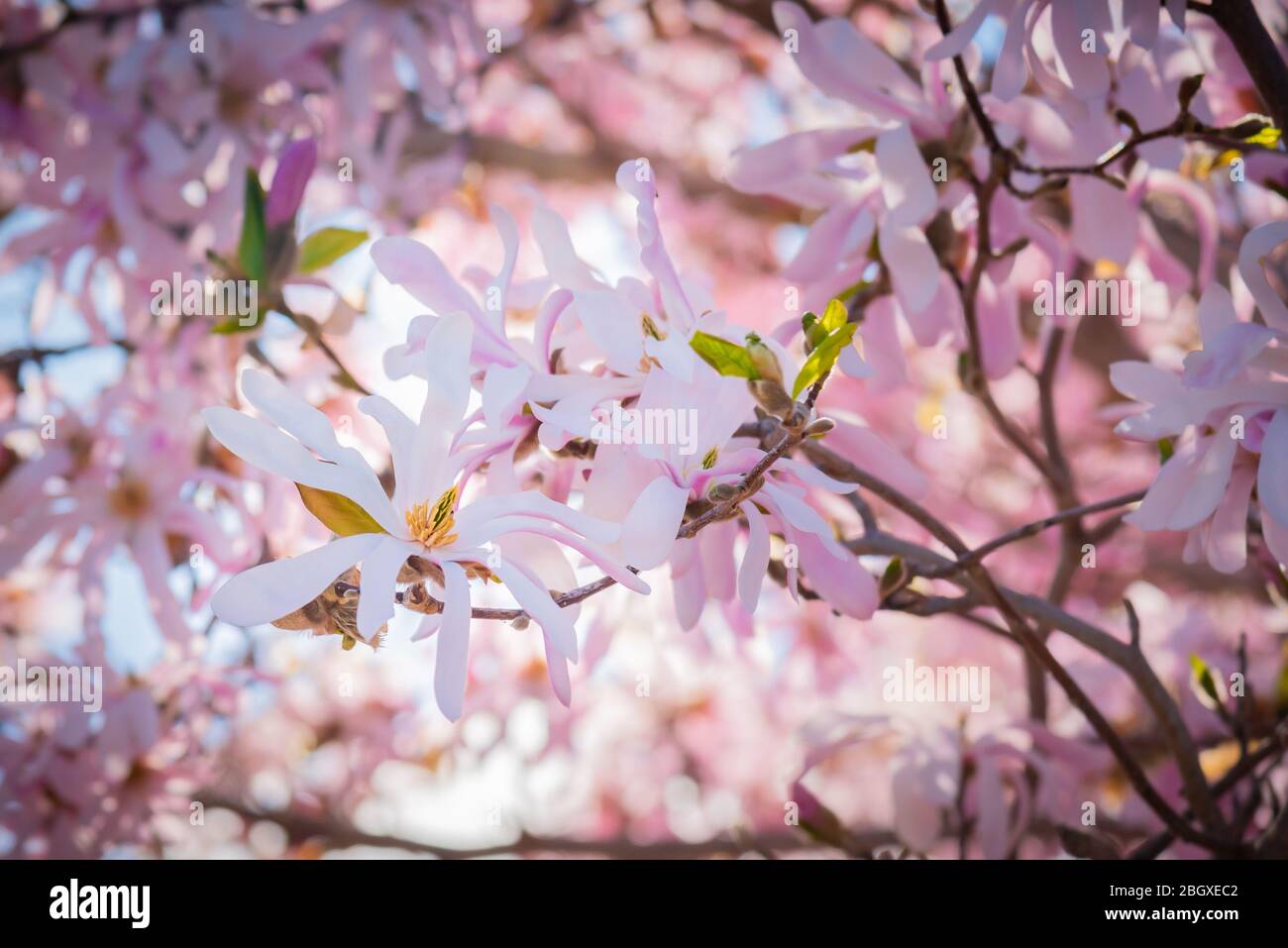 Gros plan de la magnolia à fleurs roses au printemps Banque D'Images