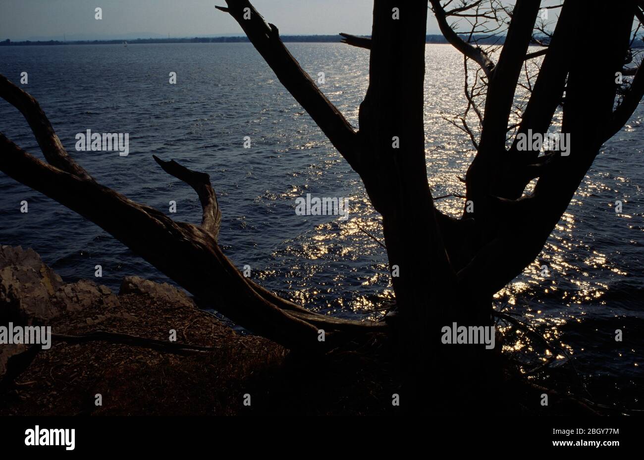Silhouette de pin et lac Champlain, parc national point au Roche, New York Banque D'Images
