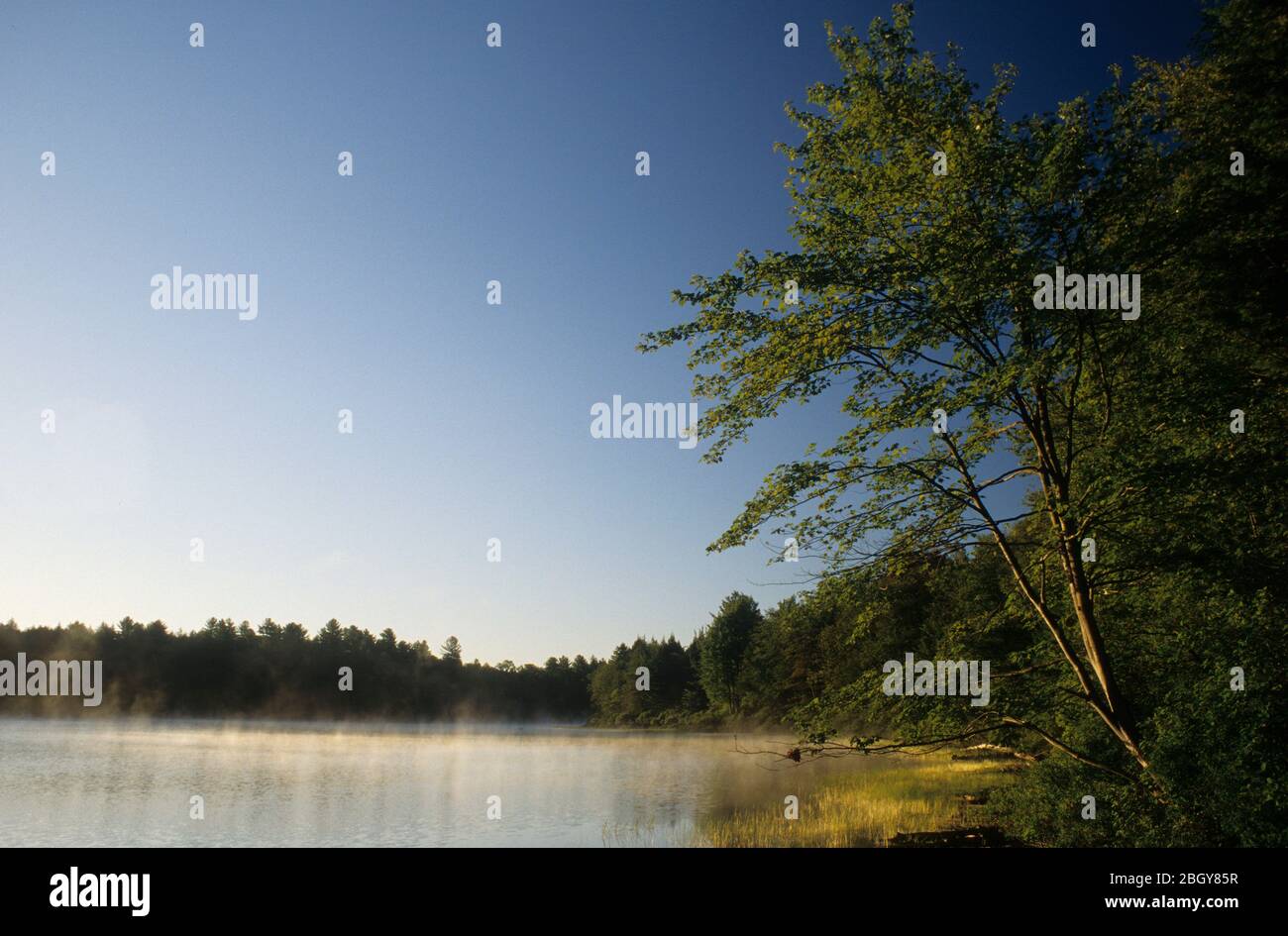 Bennett Lake, Wilcox Lake Wild Forest, Adirondack Park, New York Banque D'Images