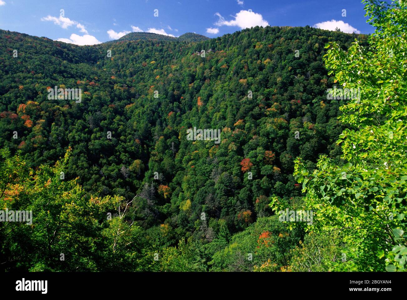 Pente de forêt à Kaaterskill Catlove, Kaaterskill Wild Forest, Catskill Park, New York Banque D'Images