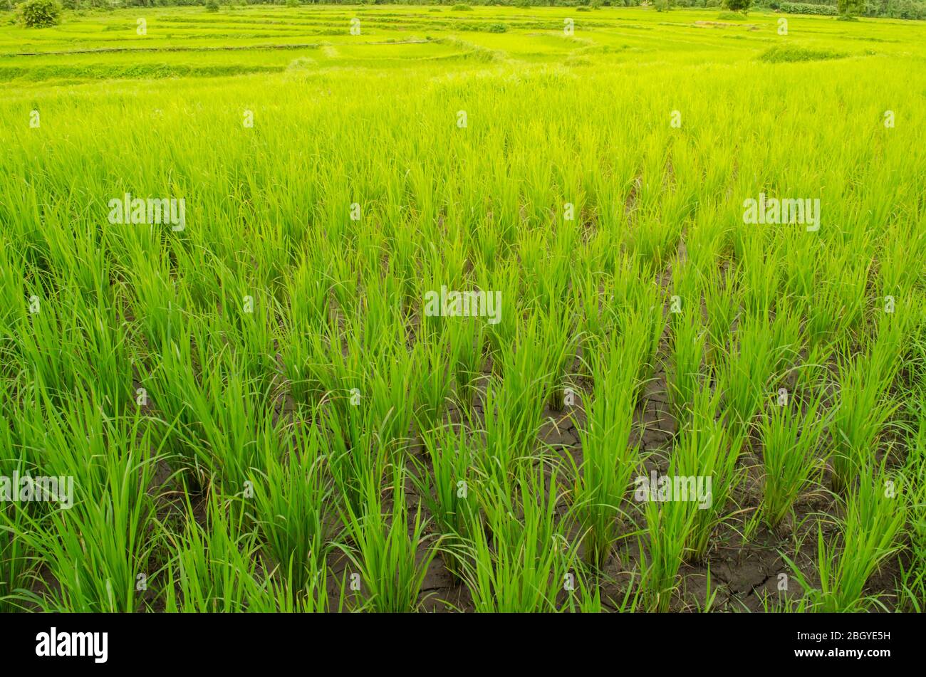 Oryza sativa est l'espèce végétale la plus communément appelée riz en anglais. Le riz est connu pour venir dans une variété de couleurs, y compris: Riz blanc, b Banque D'Images