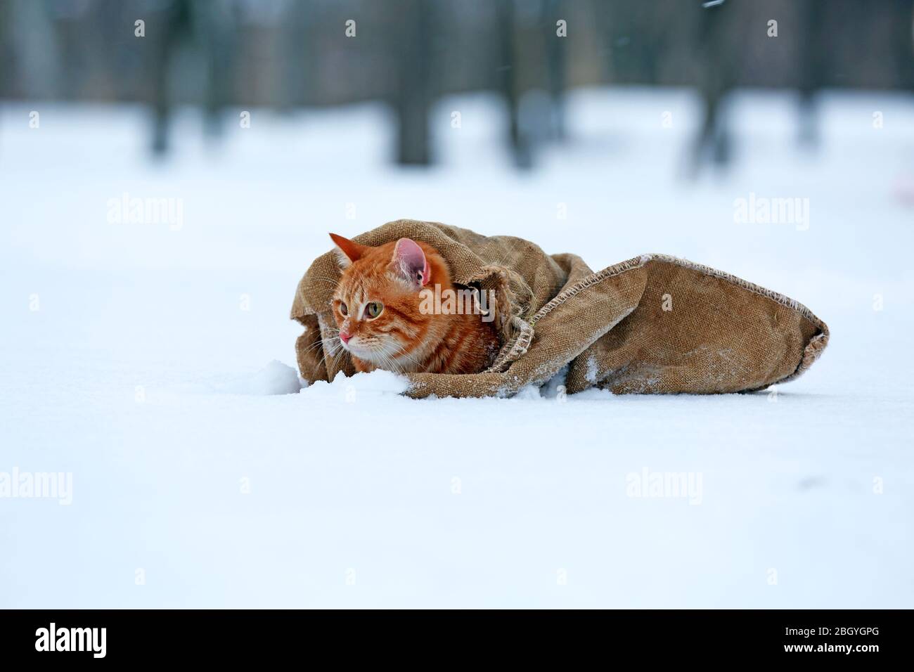 Chat rouge mignon enveloppé dans une couverture sur fond de neige Banque D'Images