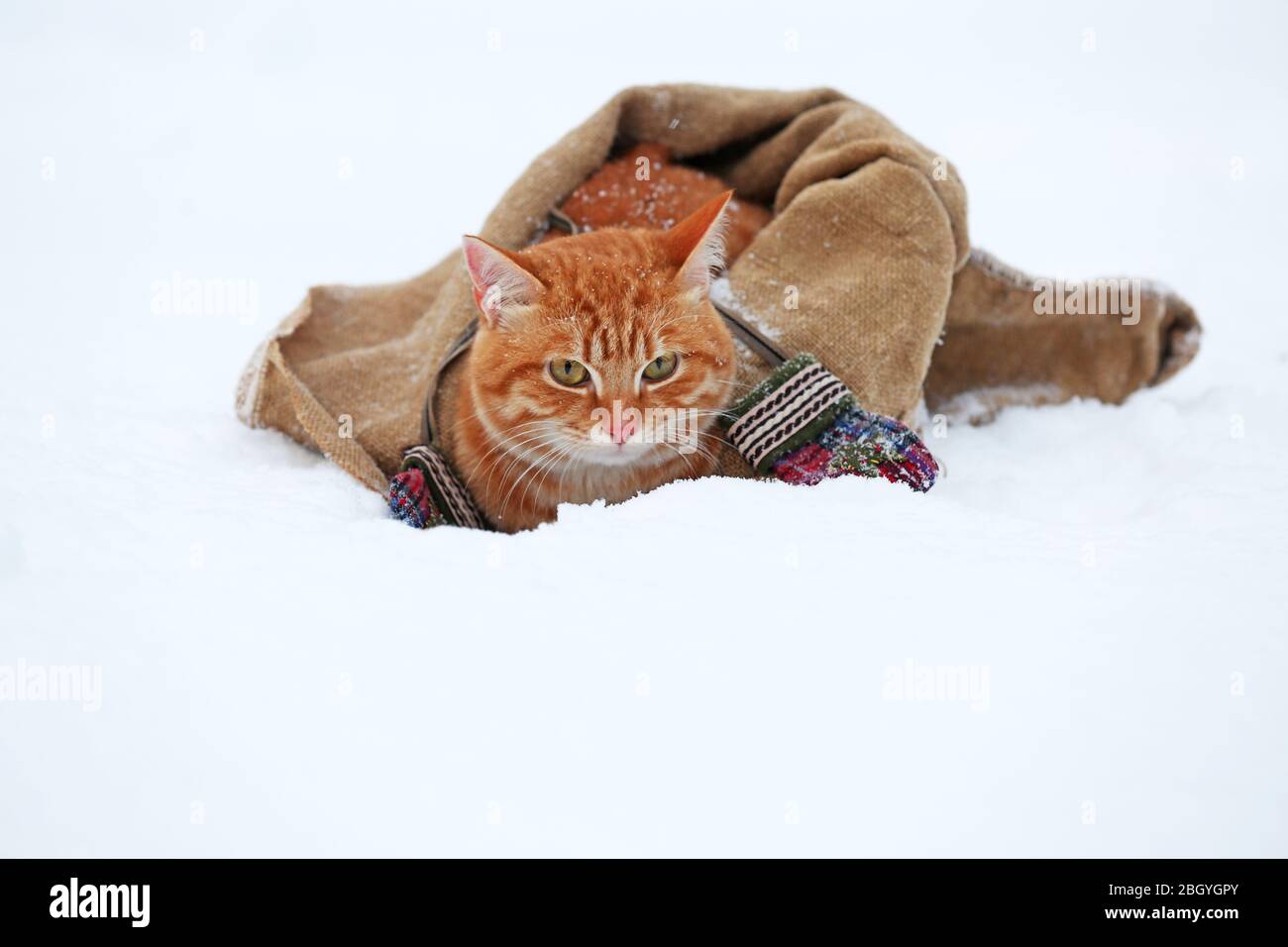 Chat rouge mignon enveloppé dans une couverture sur fond de neige Banque D'Images