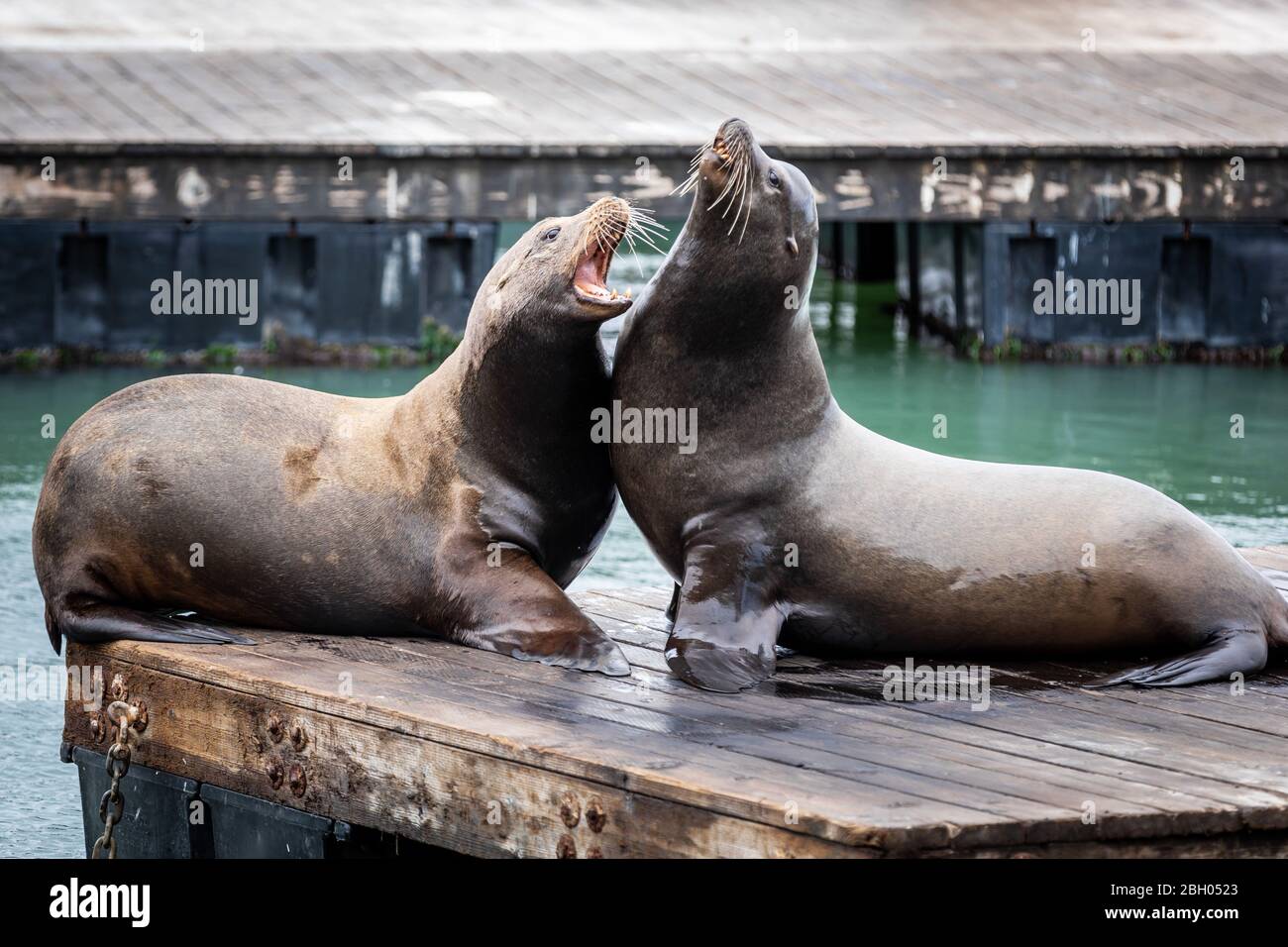 Gros plan d'une famille de lions de mer debout sur un quai flottant et de prendre une sieste ensemble Banque D'Images