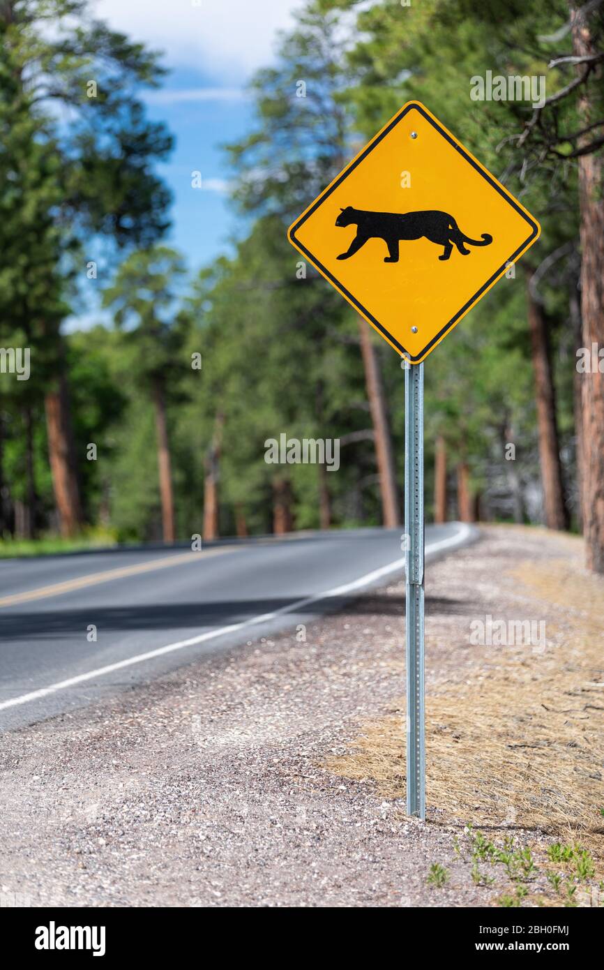 Gros plan d'un panneau de route inhabituel pour traverser le lion de montagne Dans une forêt en Arizona Banque D'Images
