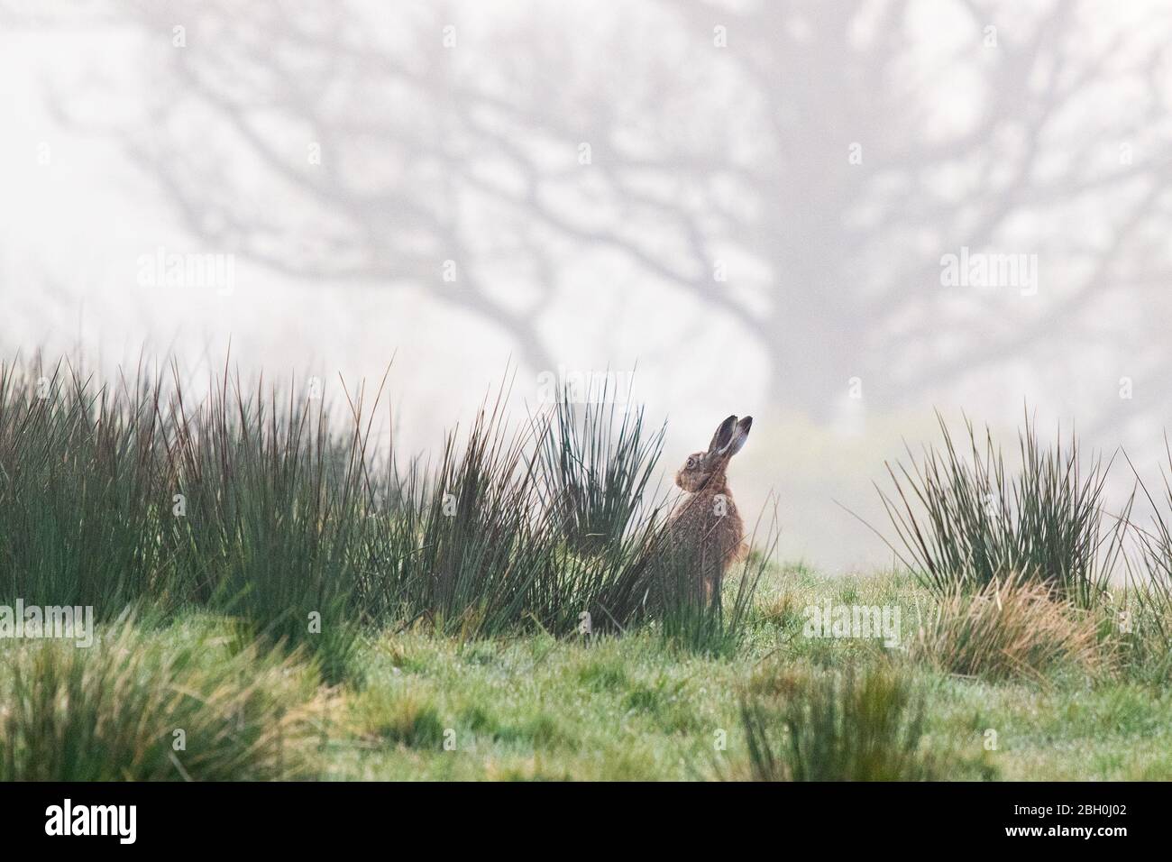 Killaarn, Stirlingshire, Écosse, Royaume-Uni. 23 avril 2020. Météo au Royaume-Uni - une brumisse froide commence à la journée dans Stirlingshire, comme un lièvre brun (lepus europaeus) s'arrête brièvement dans un champ crédit: Kay Roxby/Alay Live News Banque D'Images