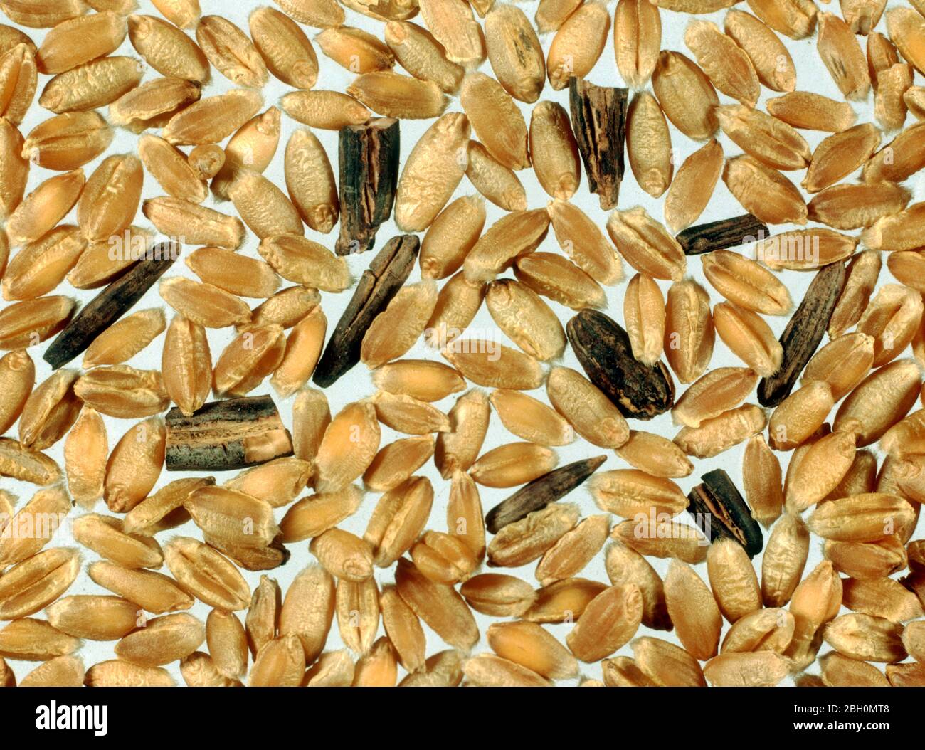 Échantillon de grain de blé contenant des ergots (Claviceps purpurea), gergot sclérotes, au moment de la récolte Banque D'Images Échantillon de grain de blé contenant des ergots (Claviceps purpurea), gergot sclérotes, au moment de la récolte Banque D'Images