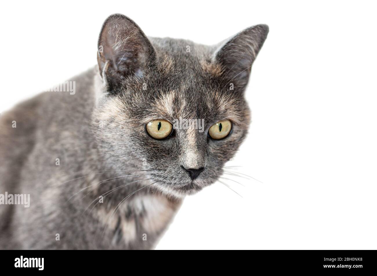Chat Gris Tricolore Femelle Avec Regard Attentif Isole Sur Fond Blanc Portrait Cat Photo Stock Alamy
