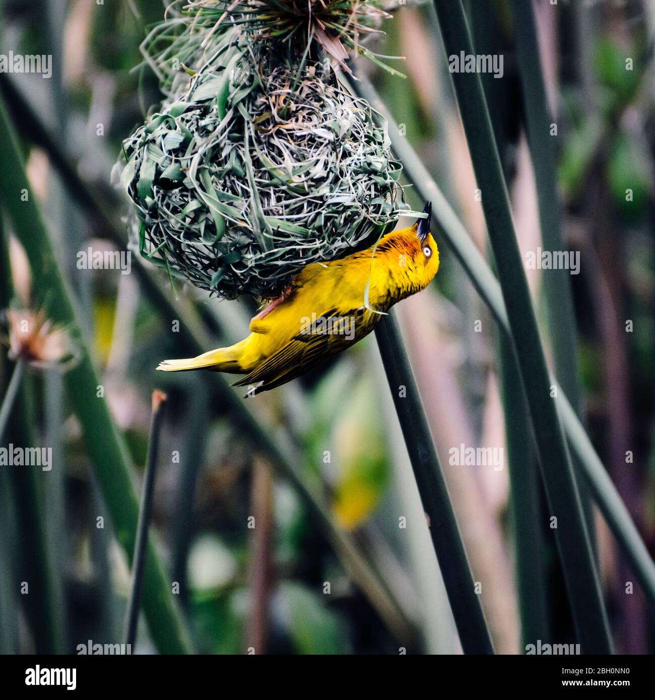 La construction d'oiseaux de tisserand africain nichent dans le parc national Kruger, en Afrique du Sud ; famille de Ploceeus velatus de Ploceidae Banque D'Images